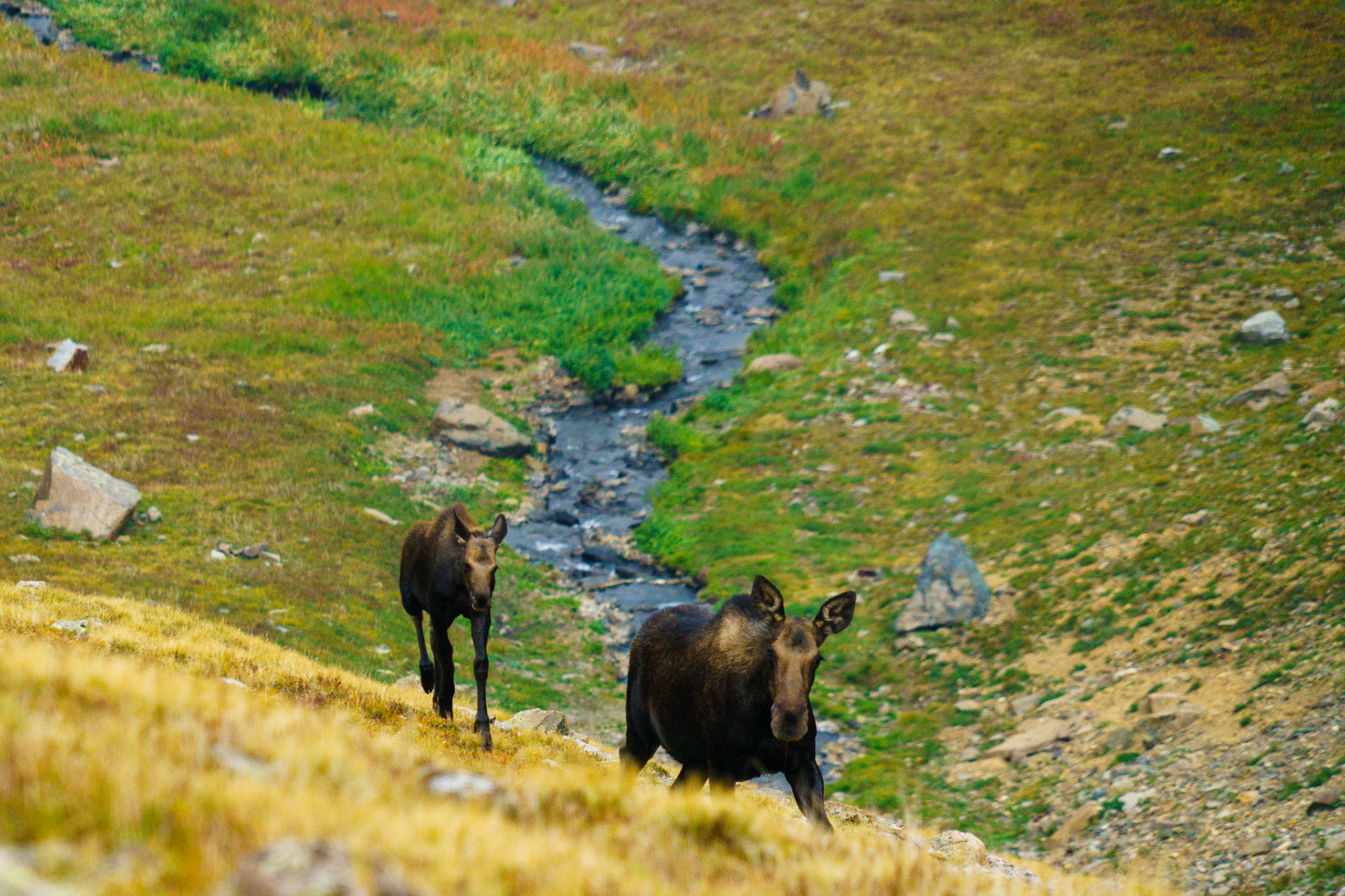 Protective and Moving with Purpose