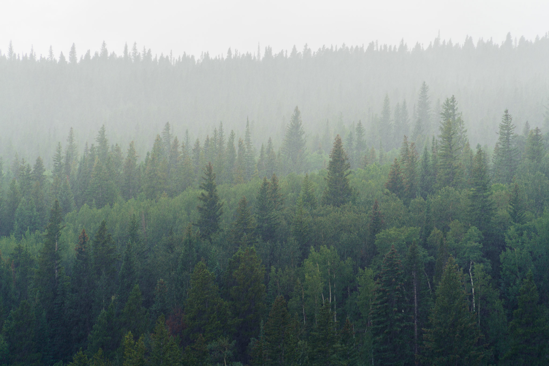 While on a rainy hike in the Arapaho and Roosevelt National Forest, I decided to capture the mood with this telephoto to empathize the emphasize the rain across the mountains before me.