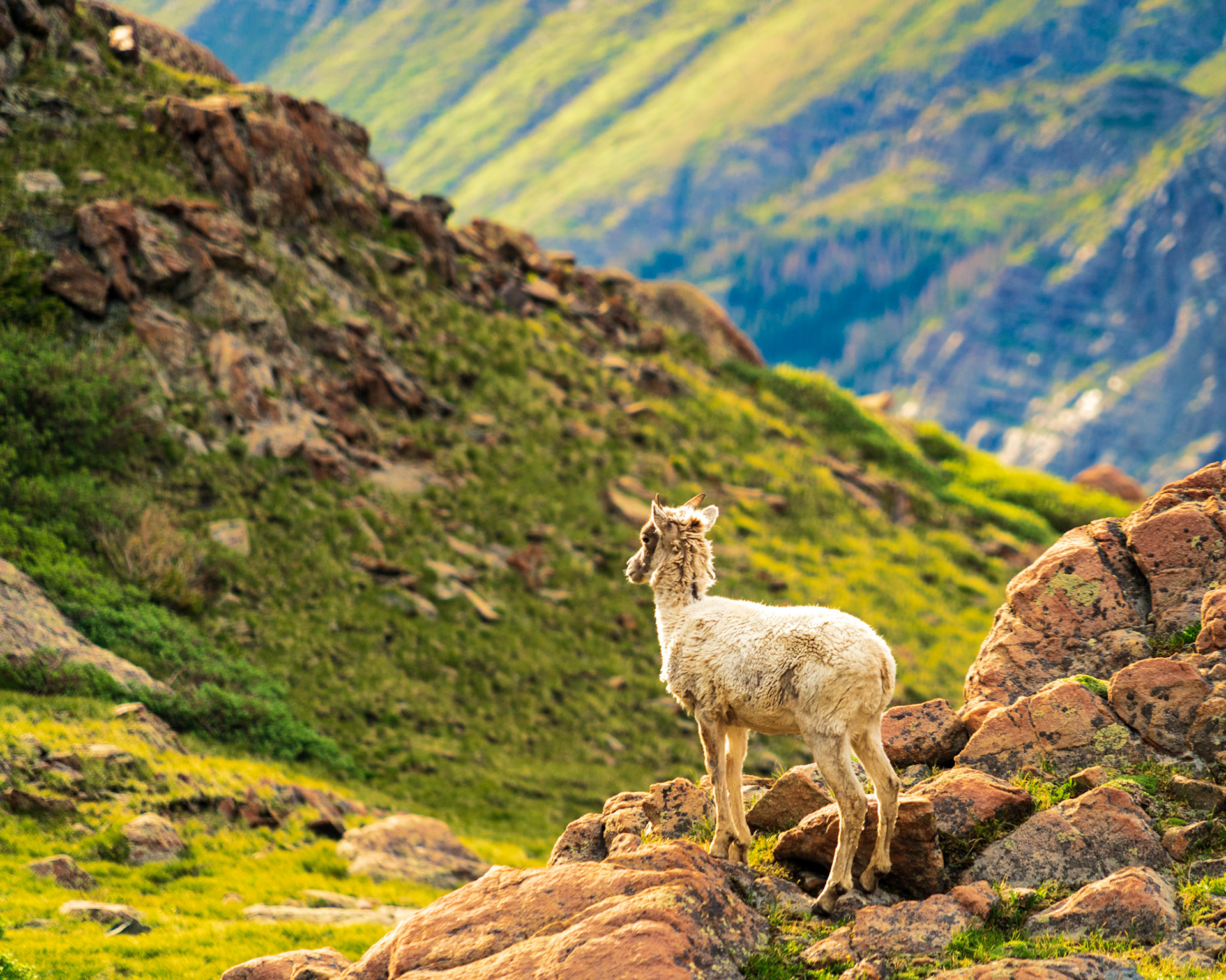 Pike and San Isabel National Forest