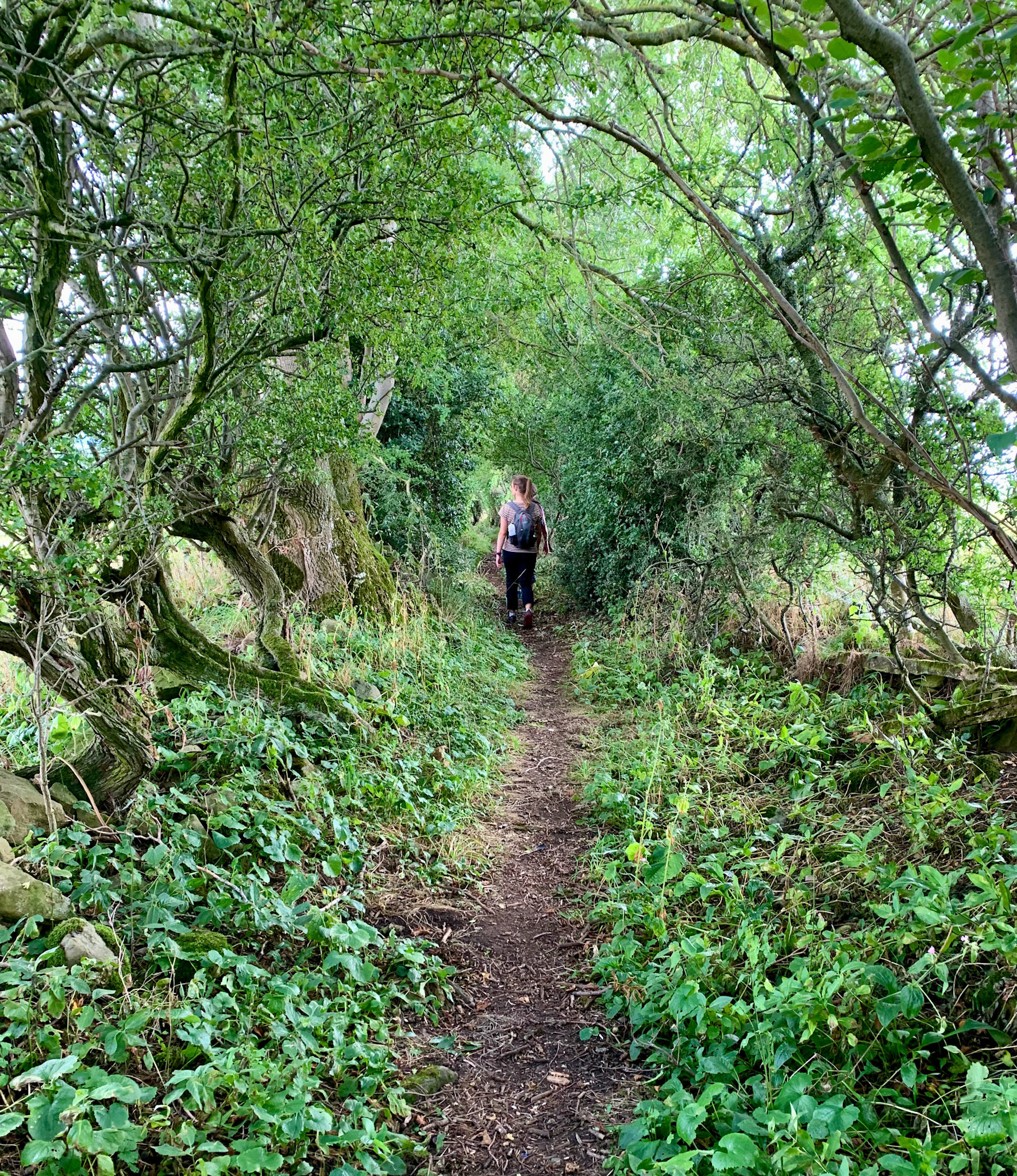 Norfolk, Herriot Way, London Sept 2022