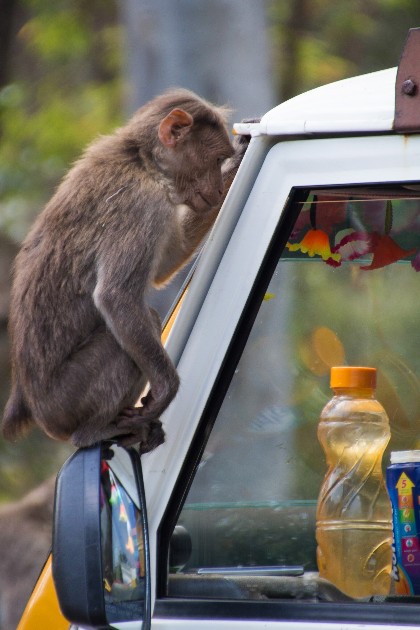 Palani to Marayur through national reserves... lots of monkeys