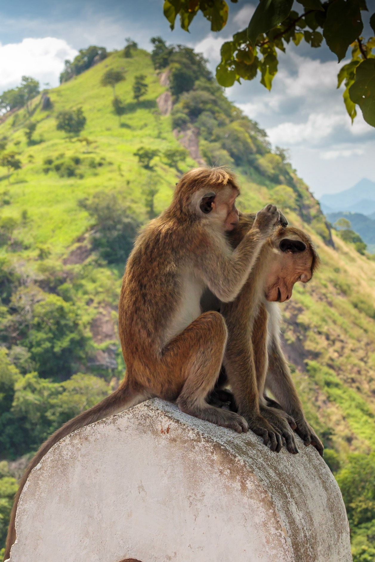 Sri Lankan Bicycle Adventure - Multiple Days Jan 2020