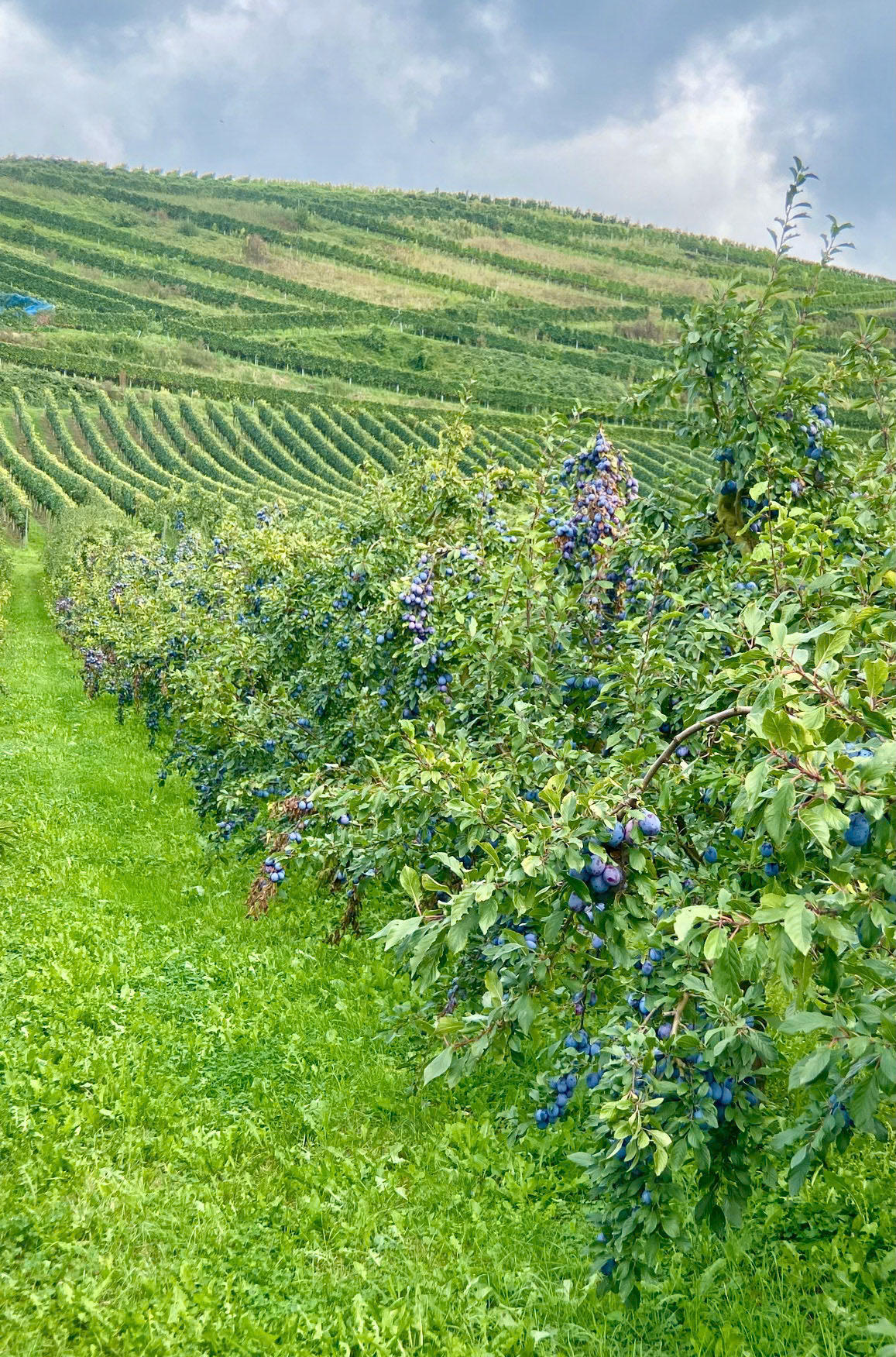 Rhein Pannier Trip 2024