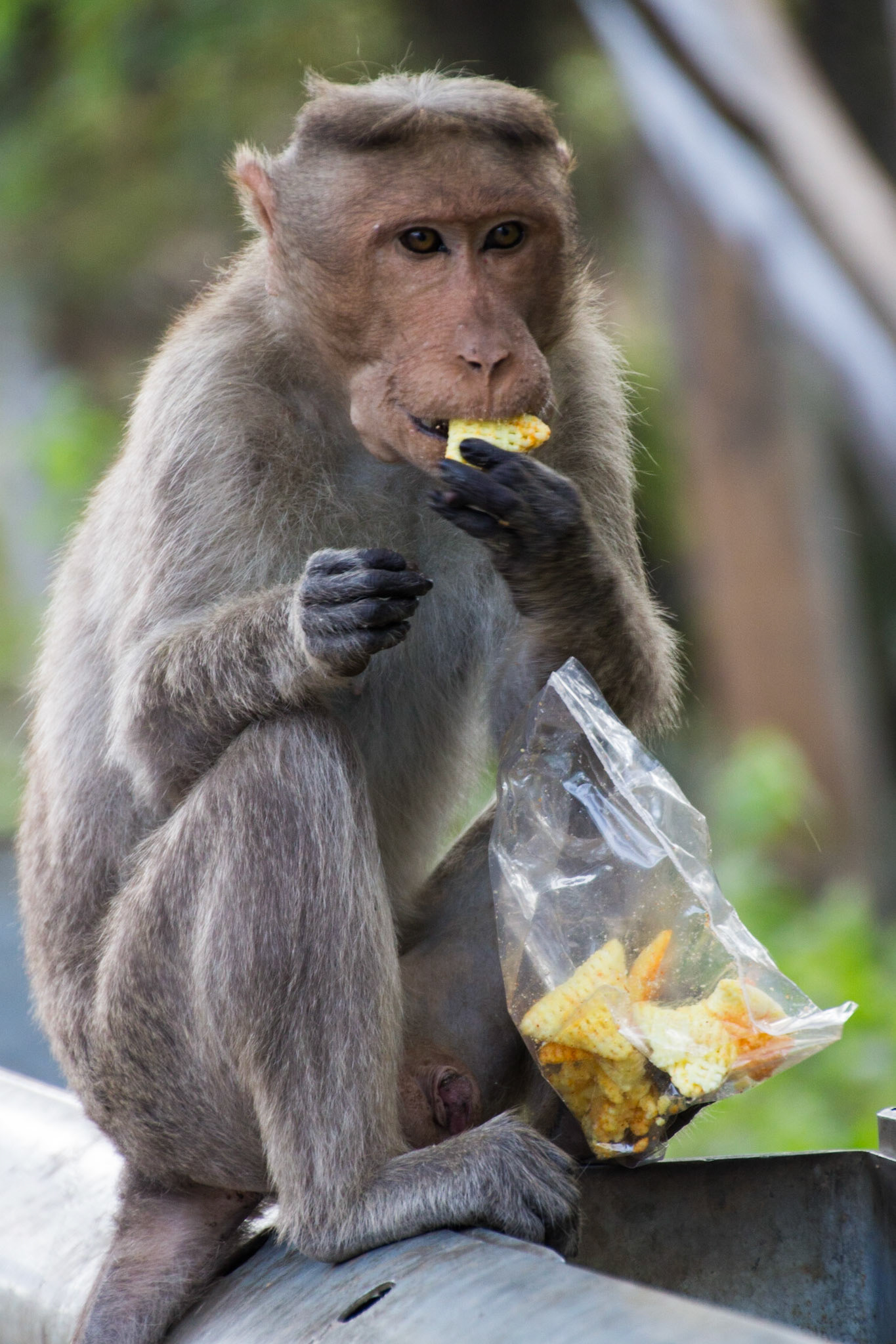 Palani to Marayur through national reserves... lots of monkeys