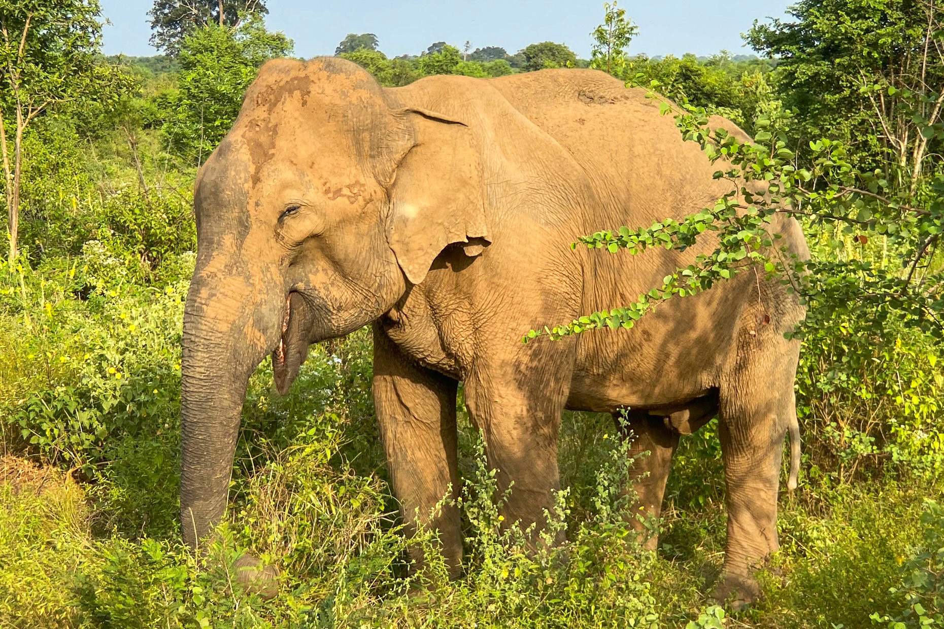 Sri Lanka Bicycle Adventure, January 2020