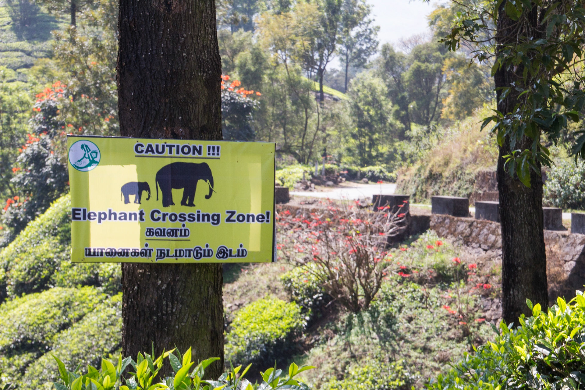 The tea plantations of the western ghats in Kerala