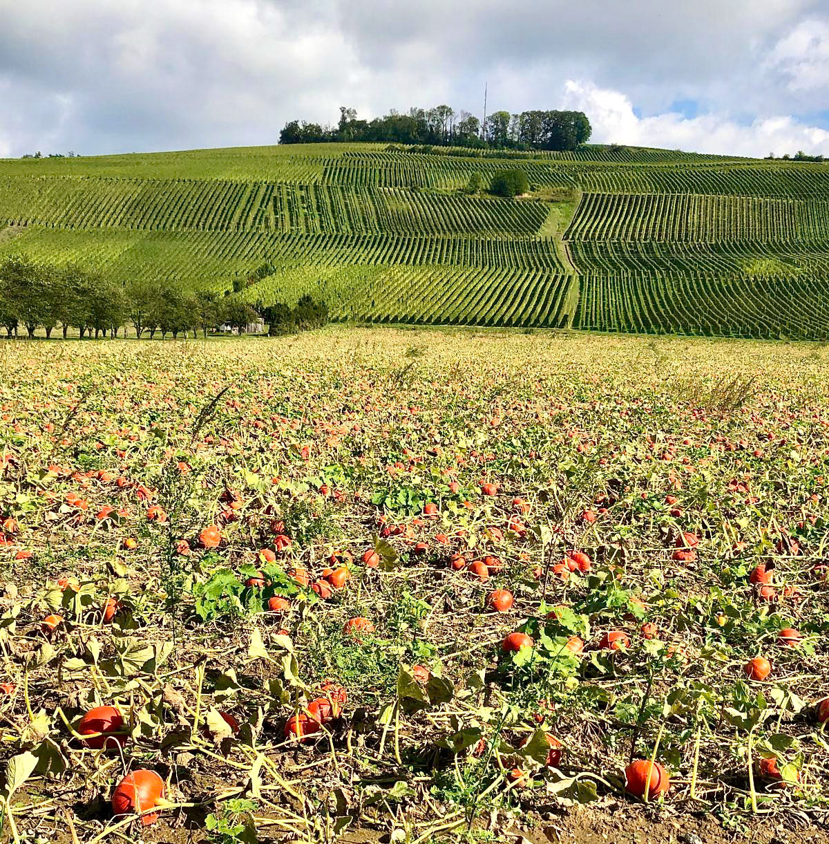 Rhein Pannier Trip 2024