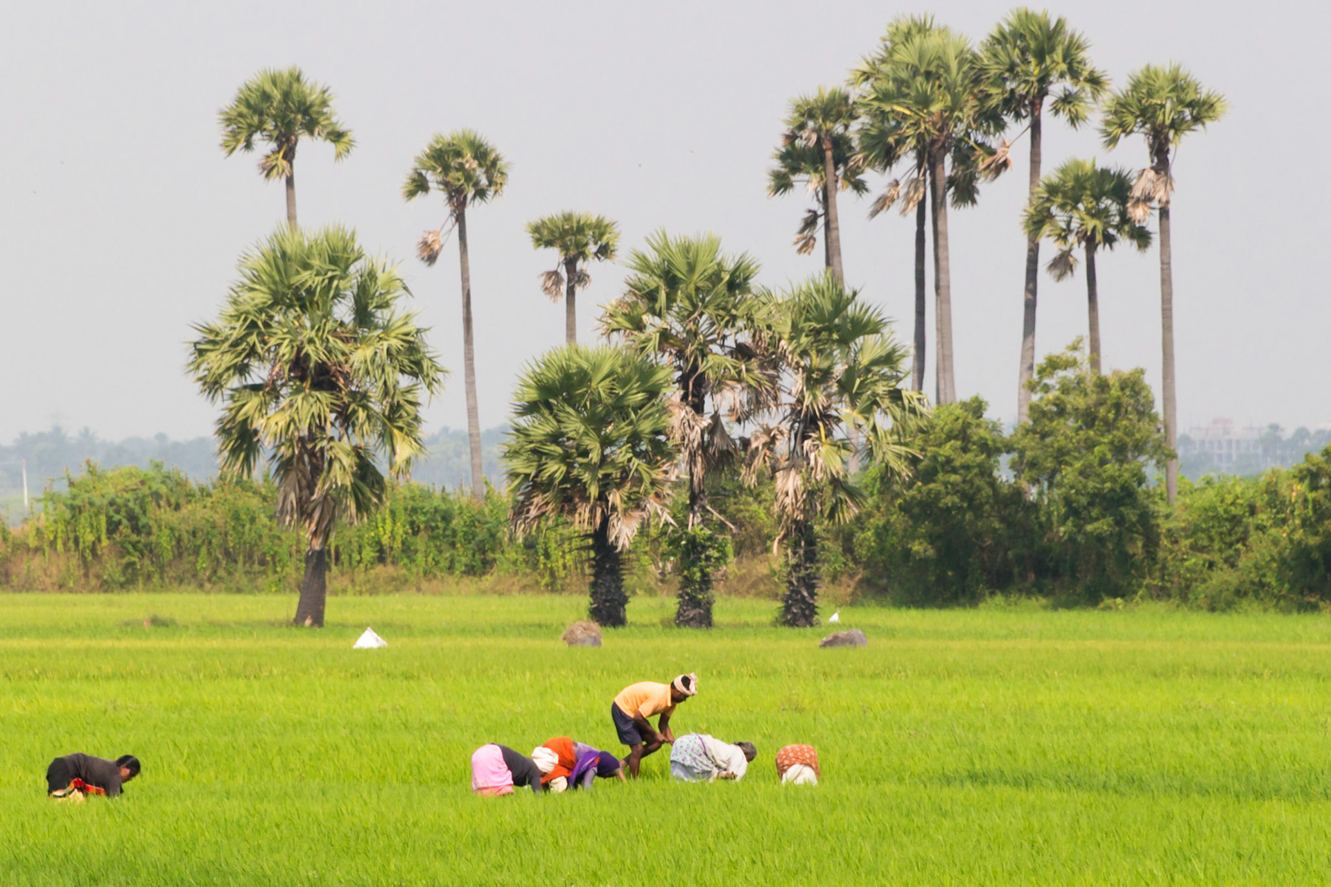 on the East Coast Road to Pondicherry