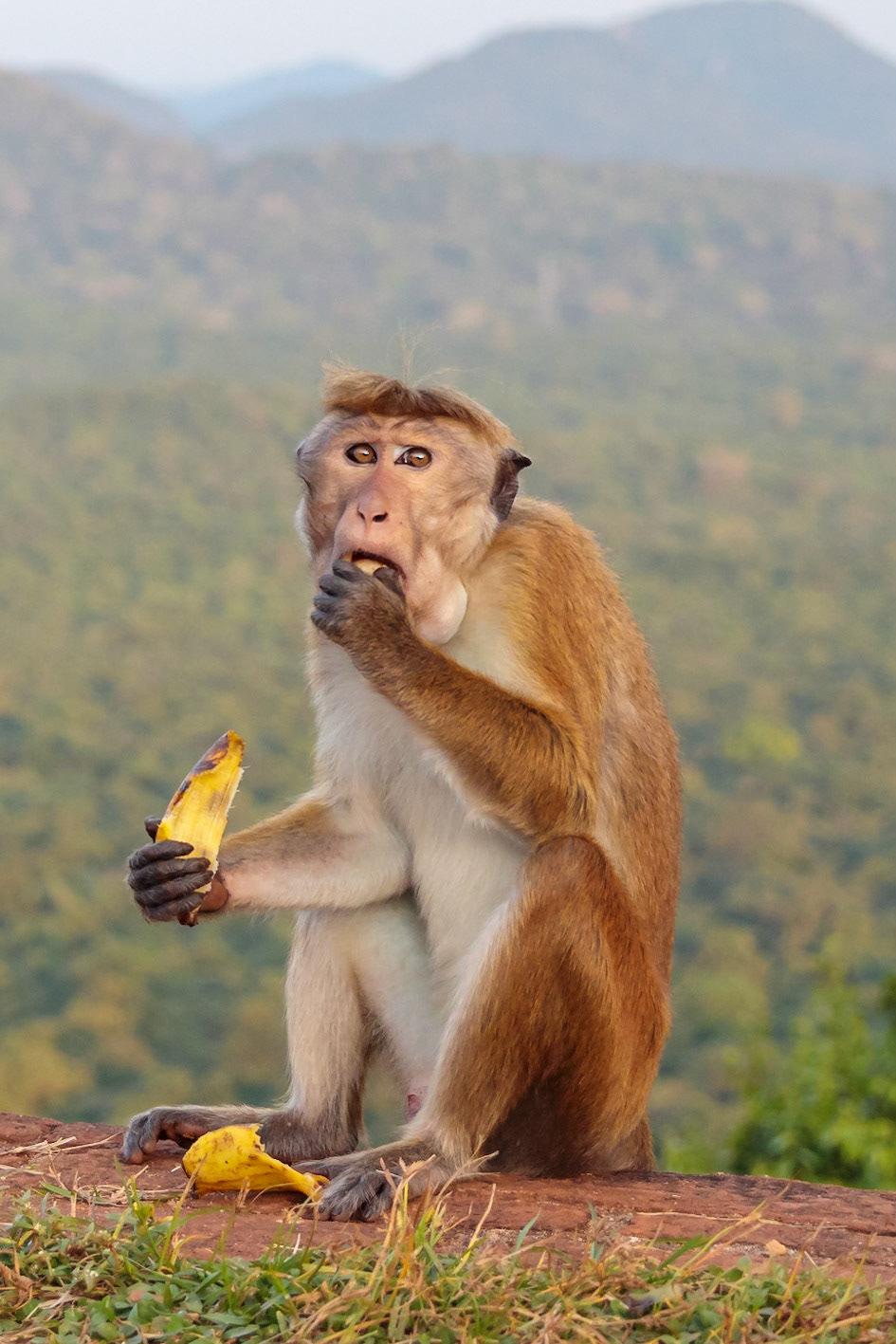 Sri Lankan Bicycle Adventure - Multiple Days Jan 2020