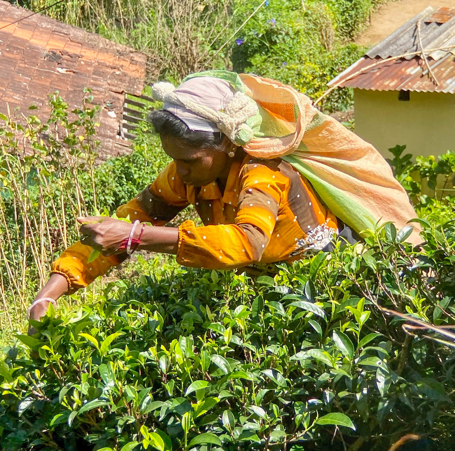 Sri Lanka Bicycle Adventure, January 2020