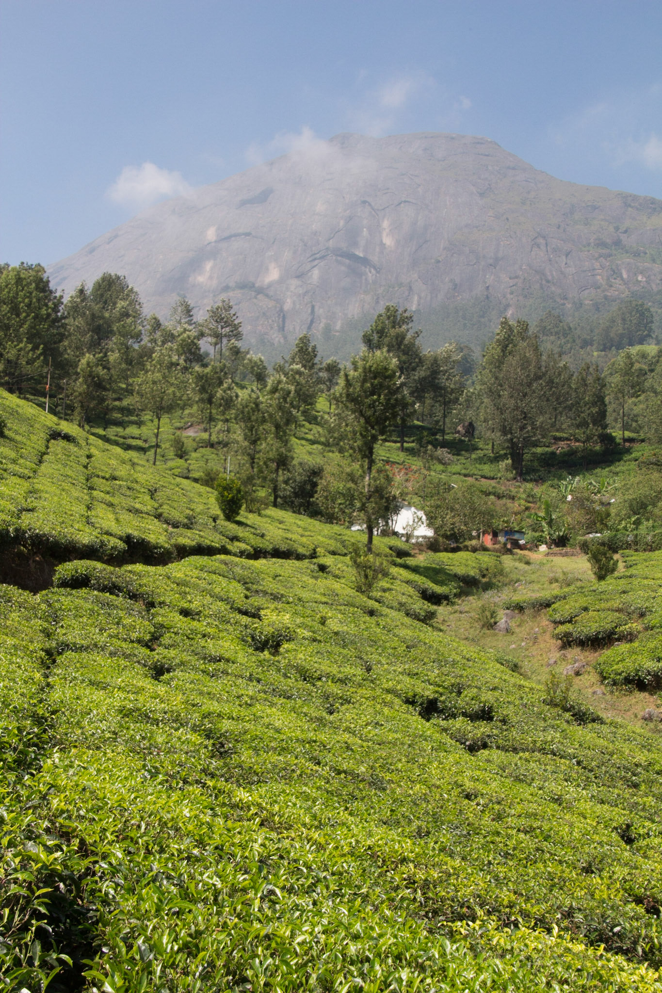 The tea plantations of the western ghats in Kerala