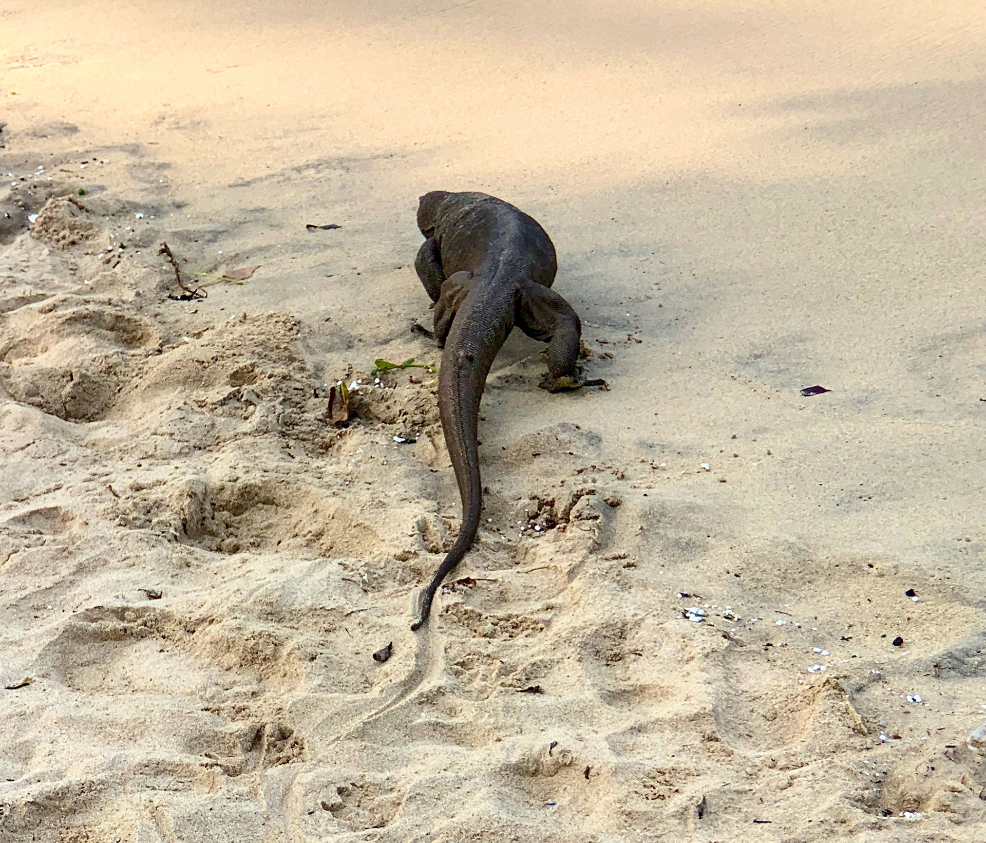 Udawalawe to Dondra Jan 15th, 2020