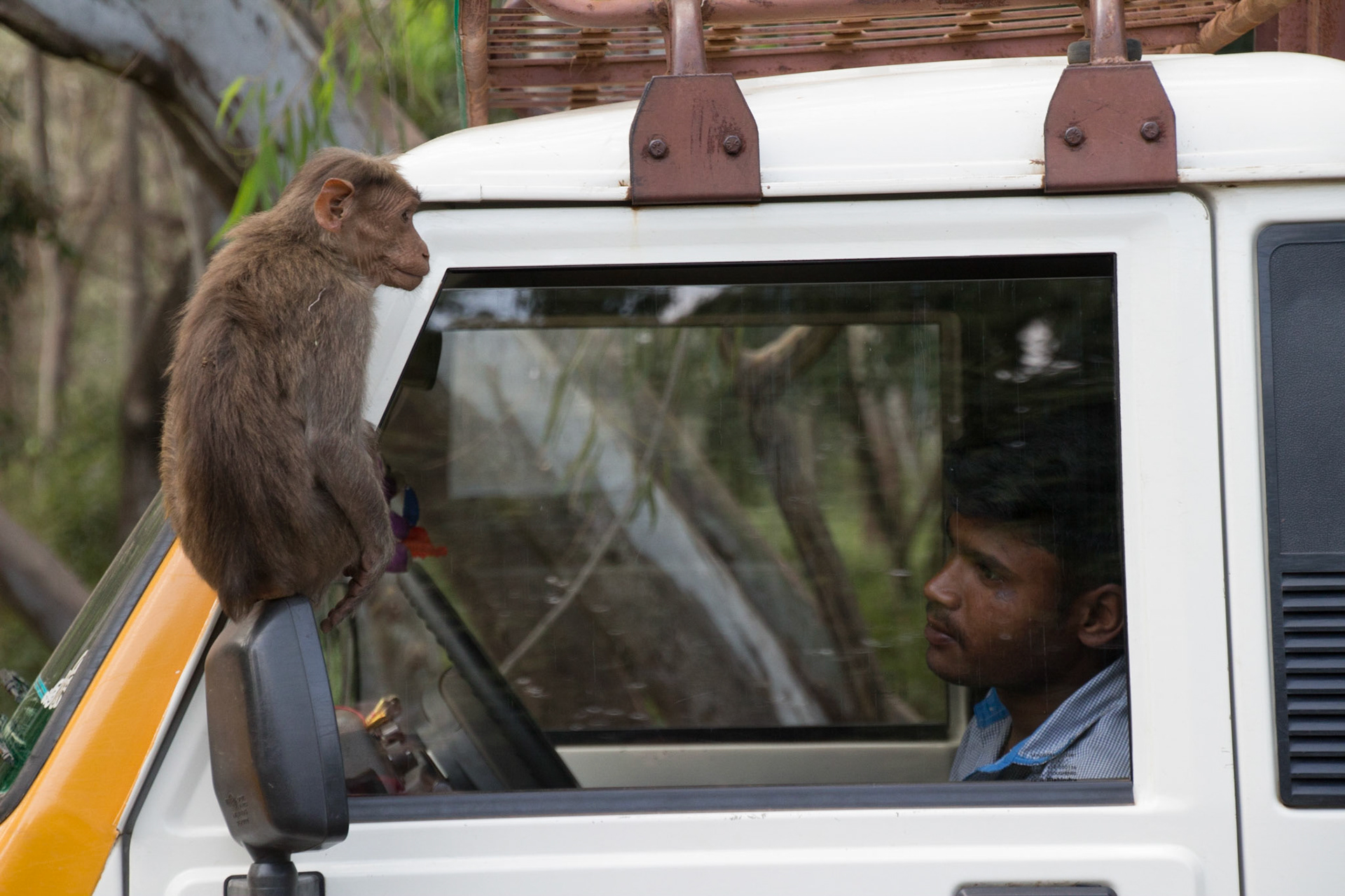 Palani to Marayur through national reserves... lots of monkeys