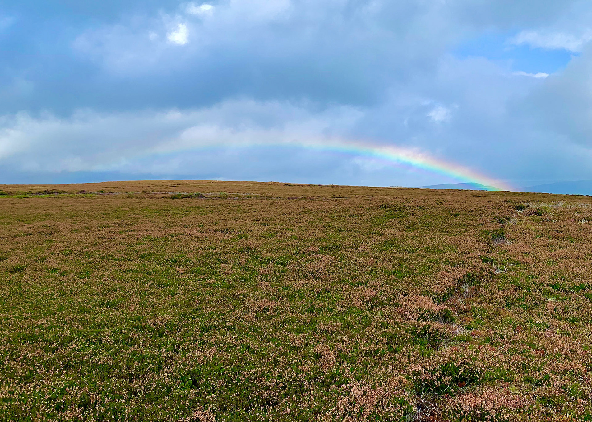Norfolk, Herriot Way, London Sept 2022