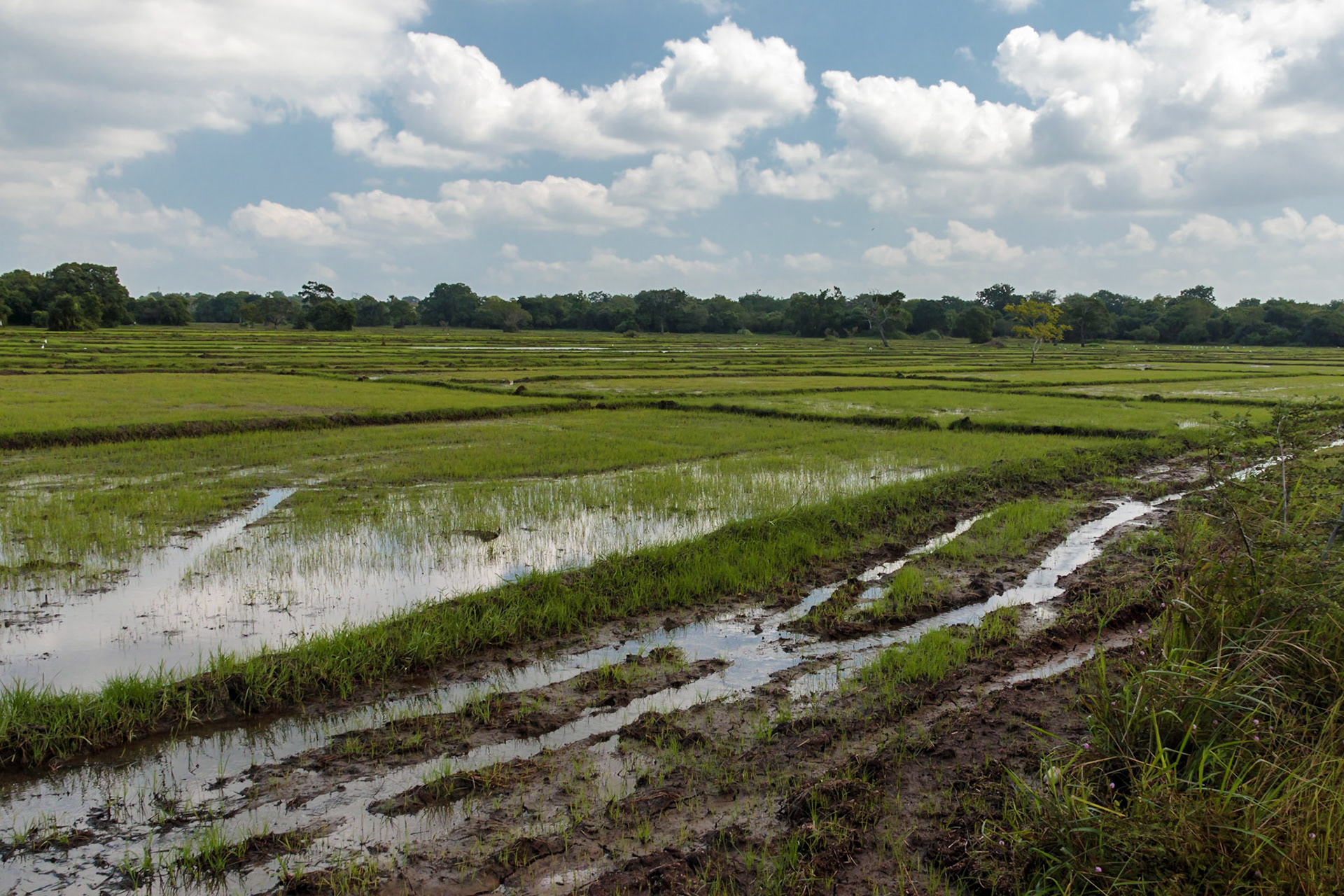 Sri Lankan Bicycle Adventure - Multiple Days Jan 2020