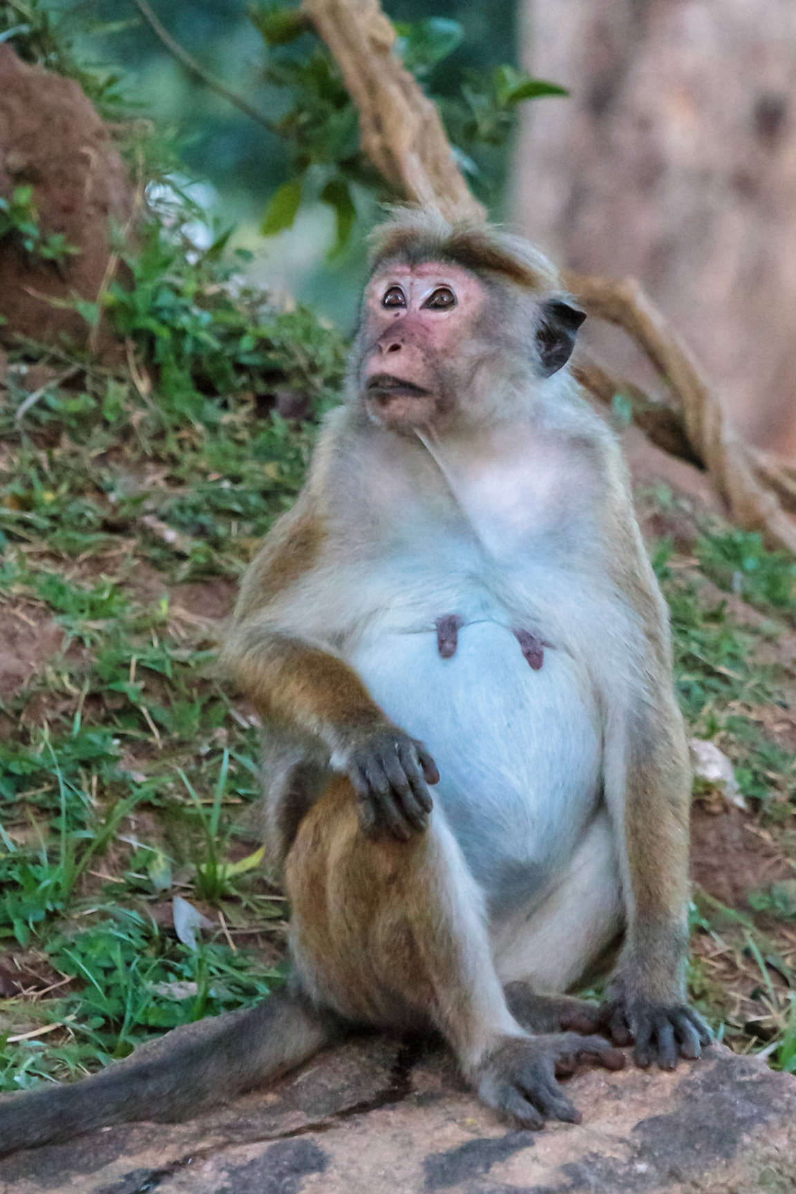 Sri Lankan Bicycle Adventure - Multiple Days Jan 2020