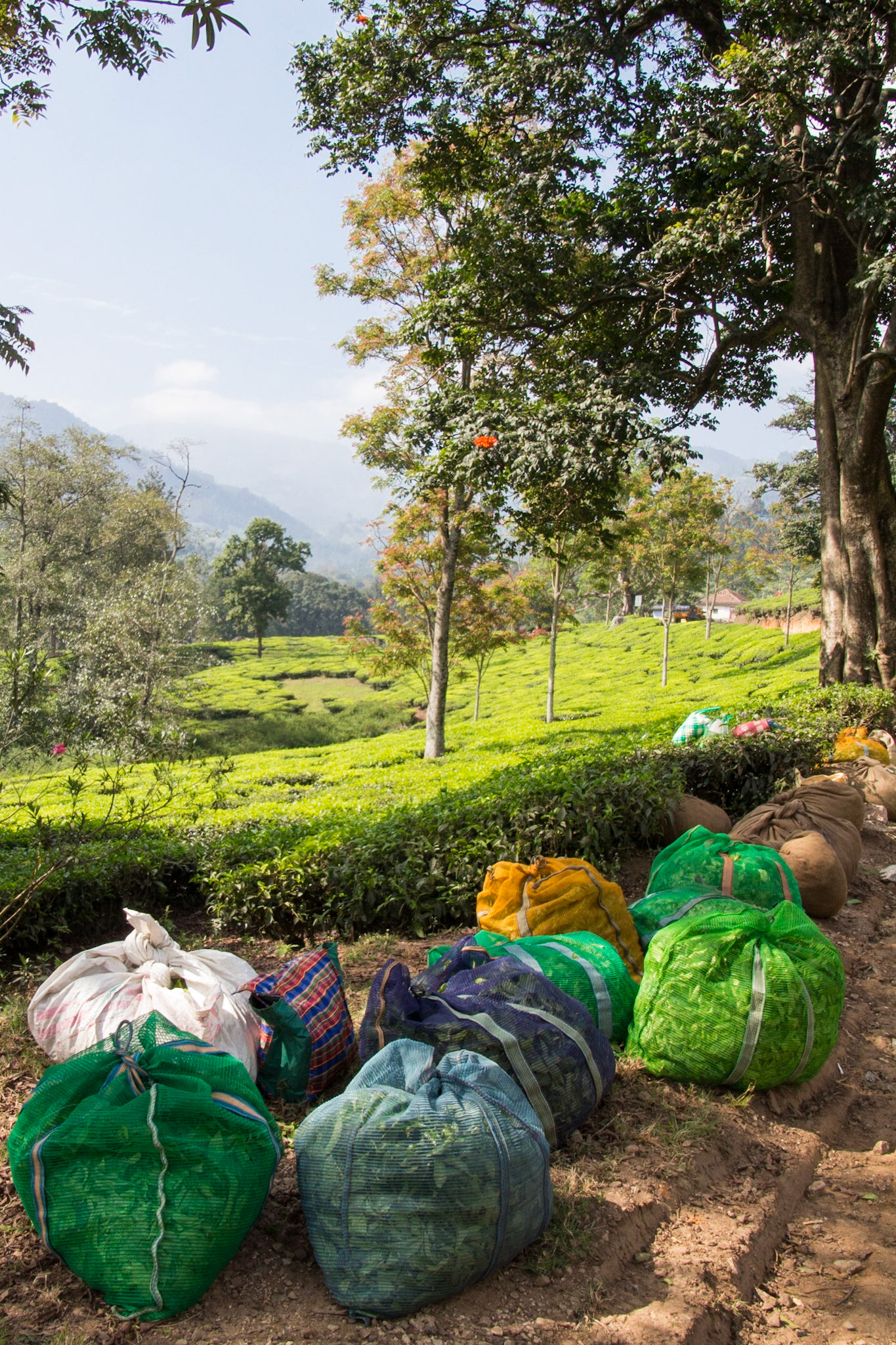 The tea plantations of the western ghats in Kerala