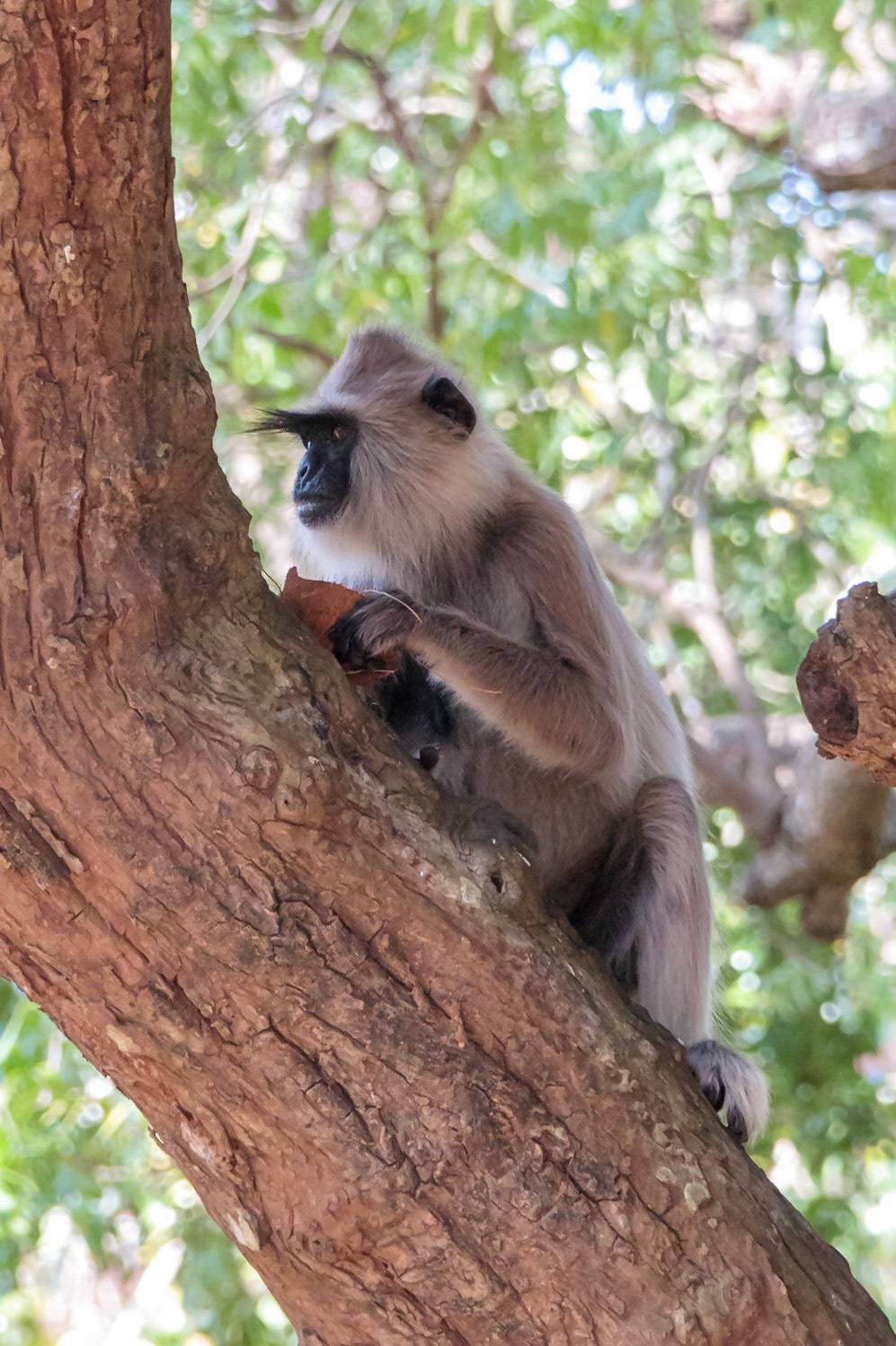 Sri Lankan Bicycle Adventure - Multiple Days Jan 2020
