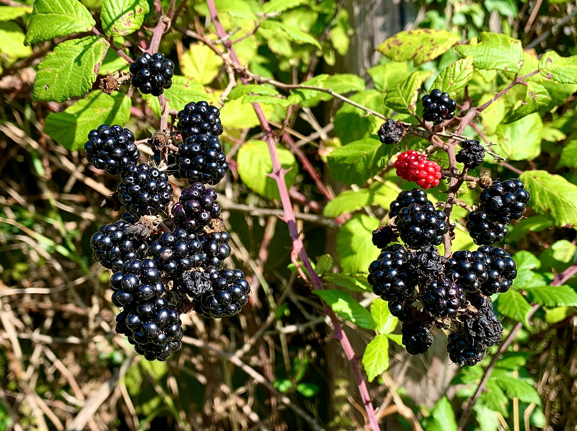 Norfolk, Herriot Way, London Sept 2022