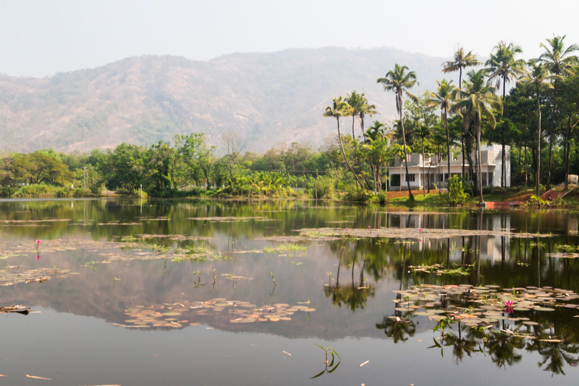 From Munnar to Thattekad down the western ghats, and around Bird's Lagoon Resort