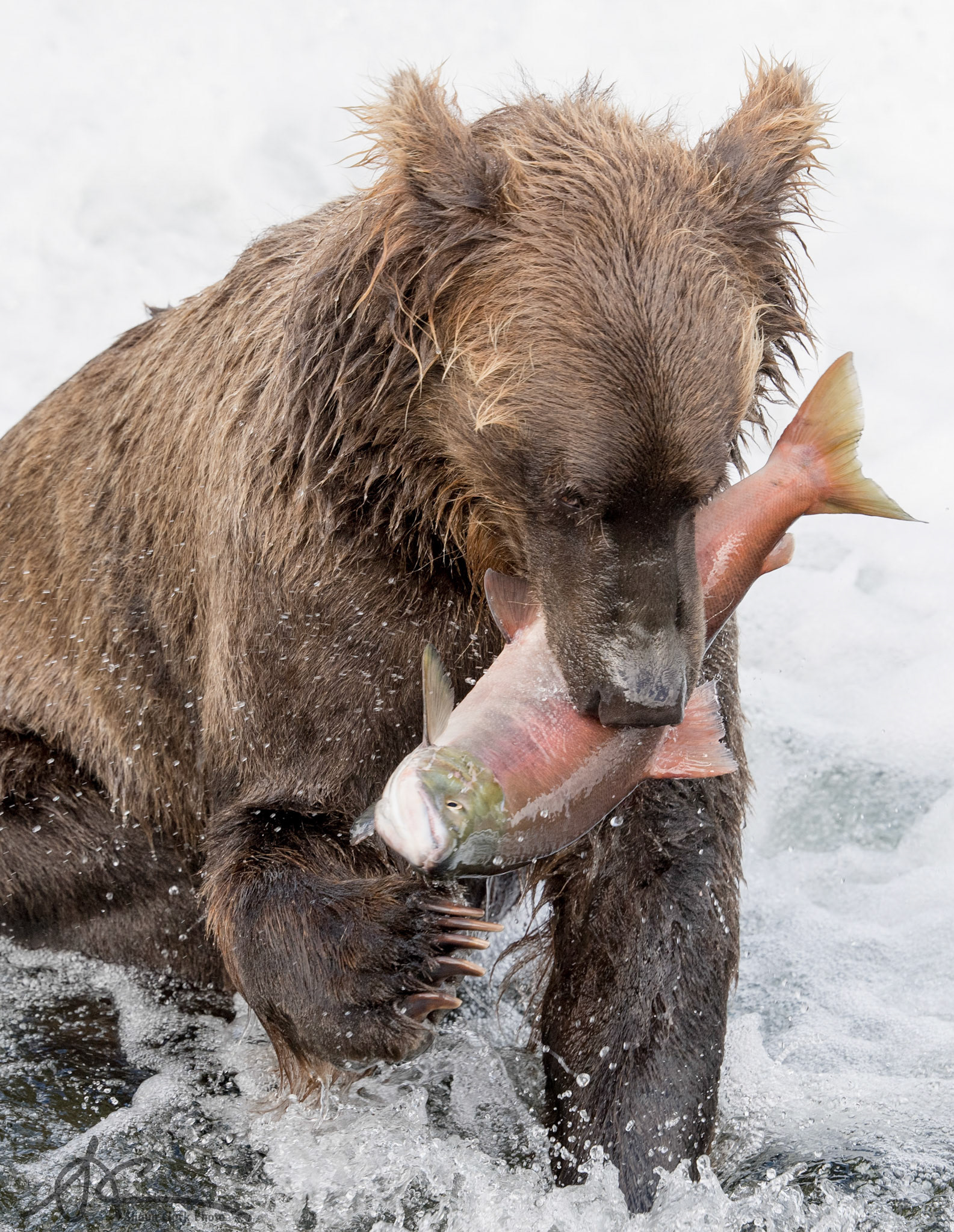 Brooks Falls, Alaska - July 2018