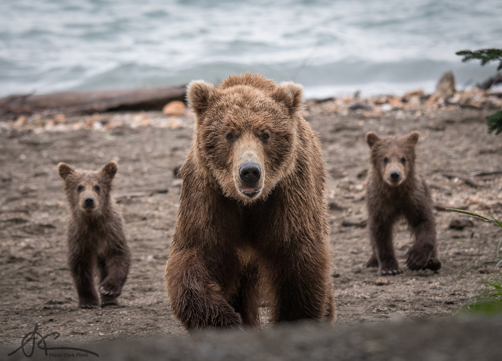 Brooks Falls, Alaska - July 2018