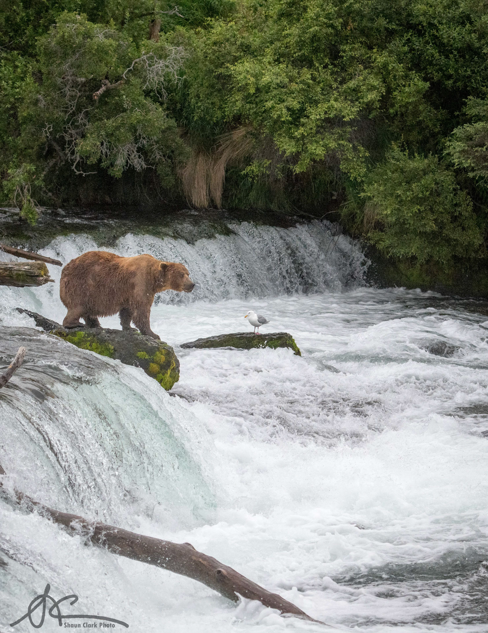 Brooks Falls, Alaska - July 2018