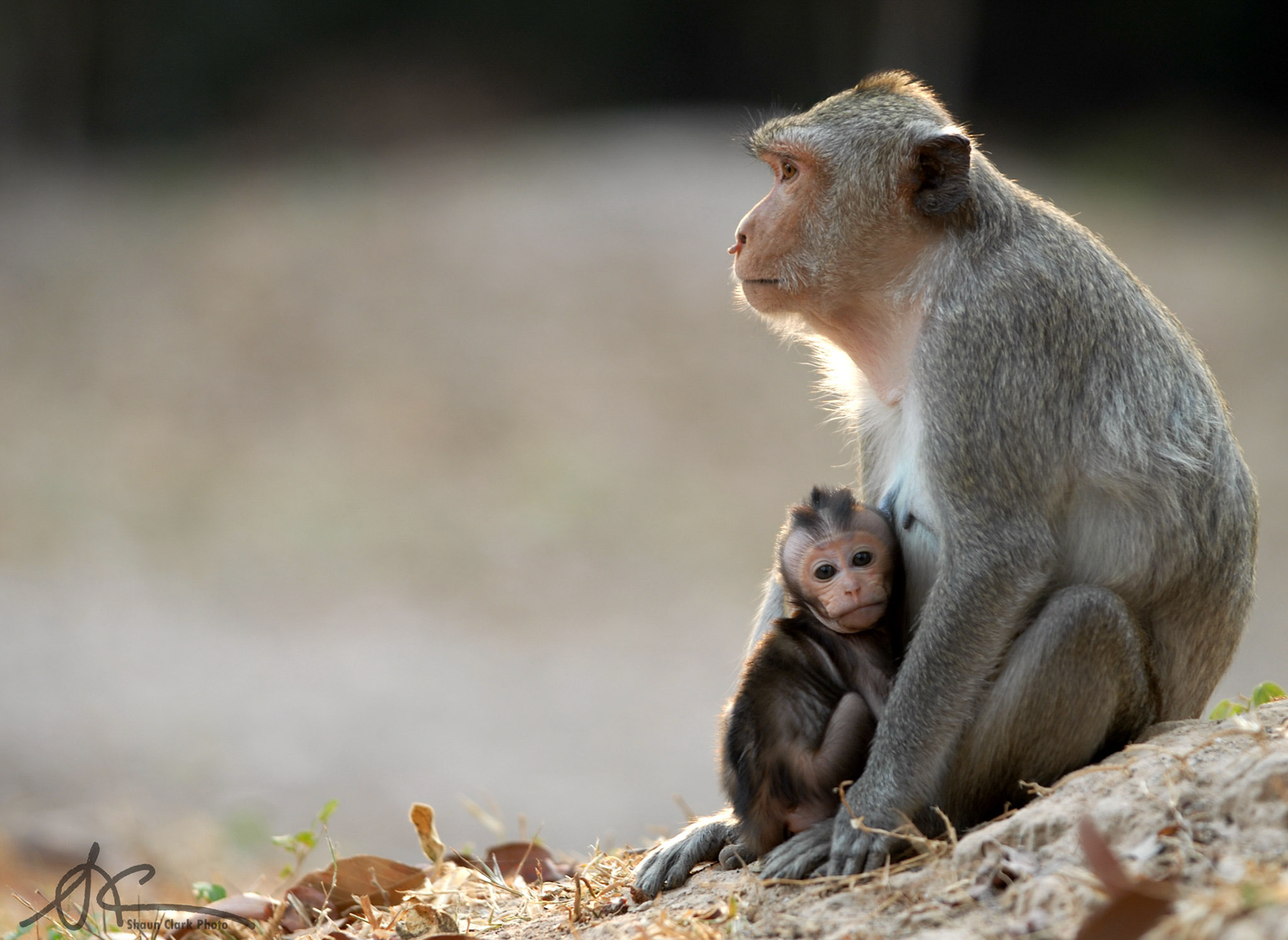 Monkey and Baby - Cambodia - March 2007
