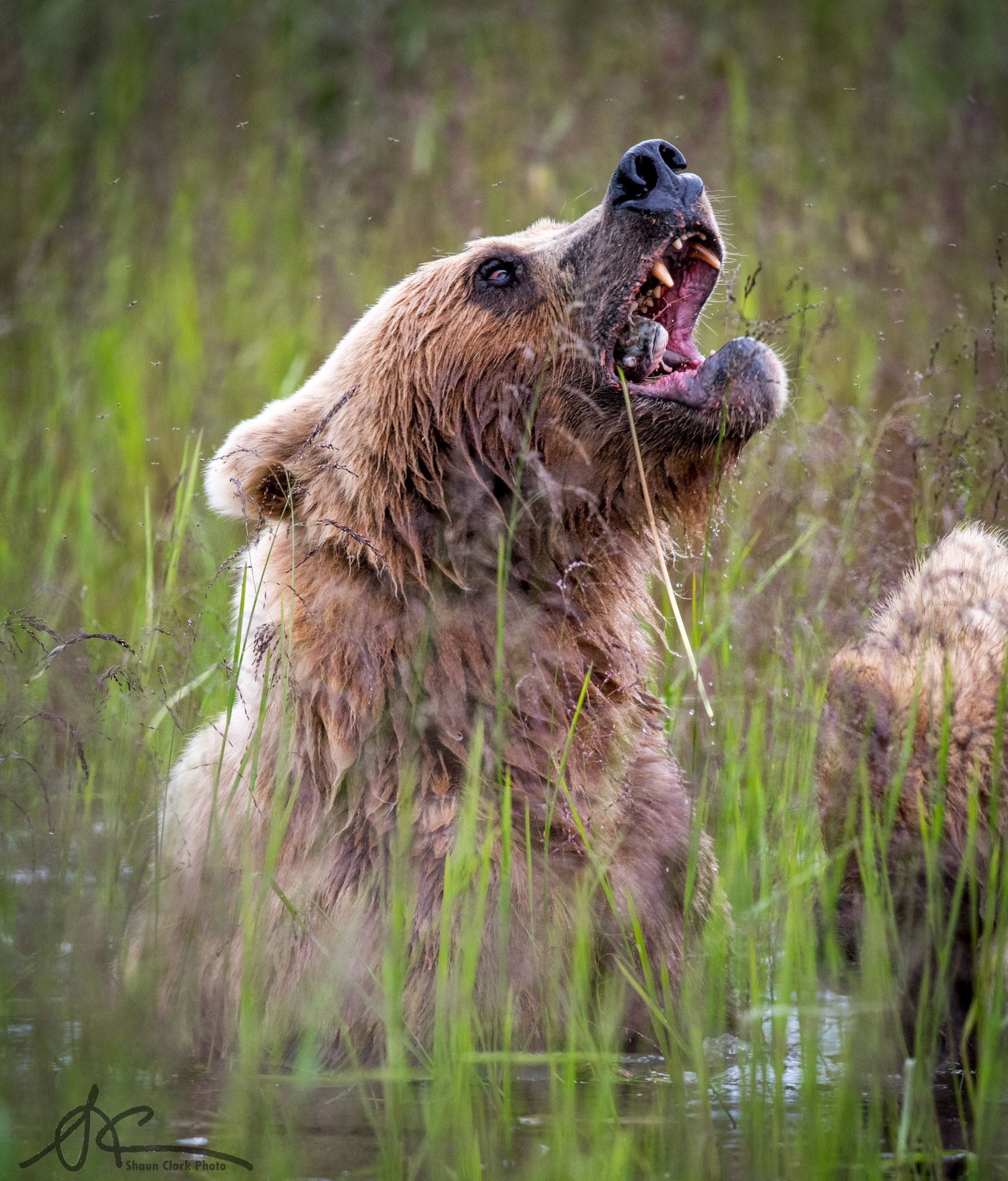 King Salmon, Alaska - July 2018