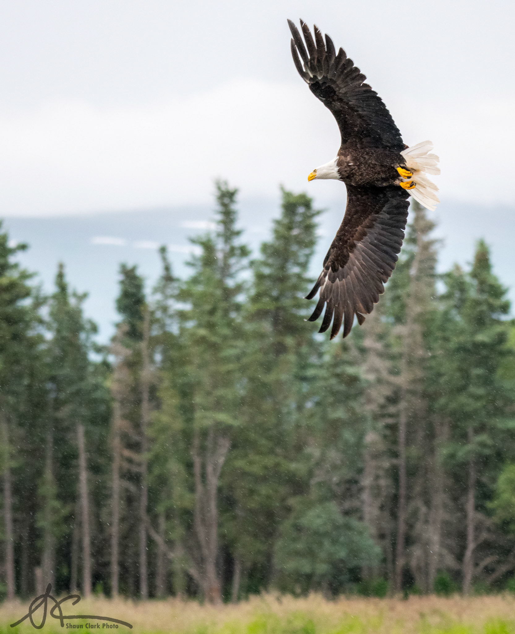 Brooks Falls, Alaska - July 2018
