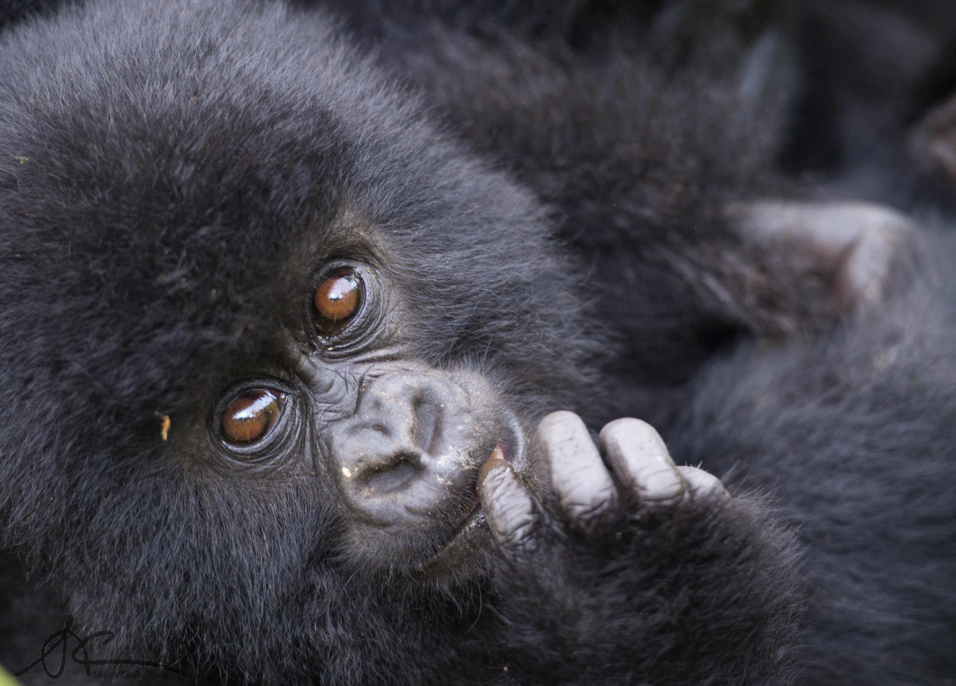 VOLCANOS NATIONAL PARK, RWANDA - APRIL 19: Hirwa family of gorillas (Photo: Shaun Clark).