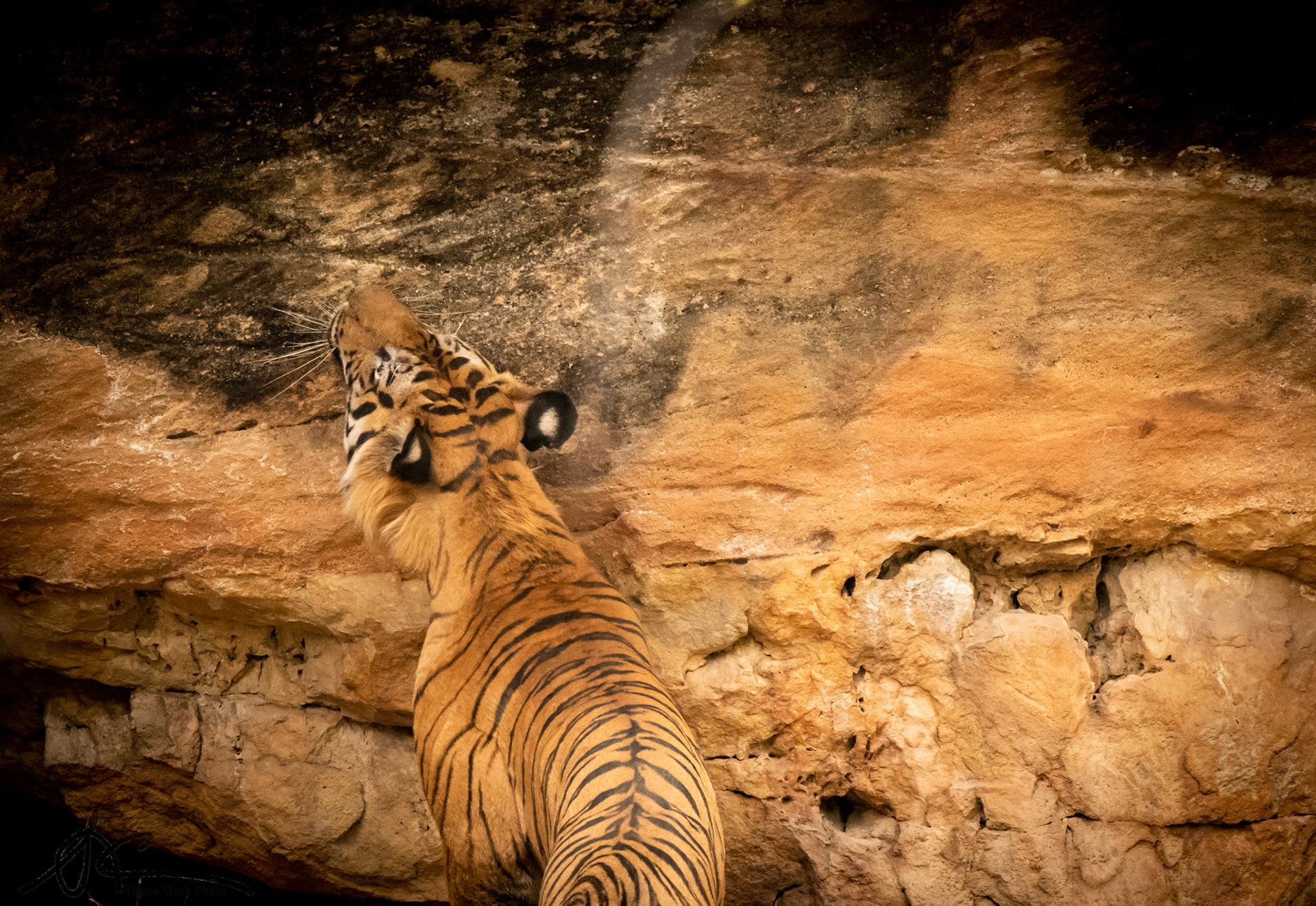 Bandhavgar, India - May 2019:  I loved the colors and patterns as this tiger posed agains the rock wall.
