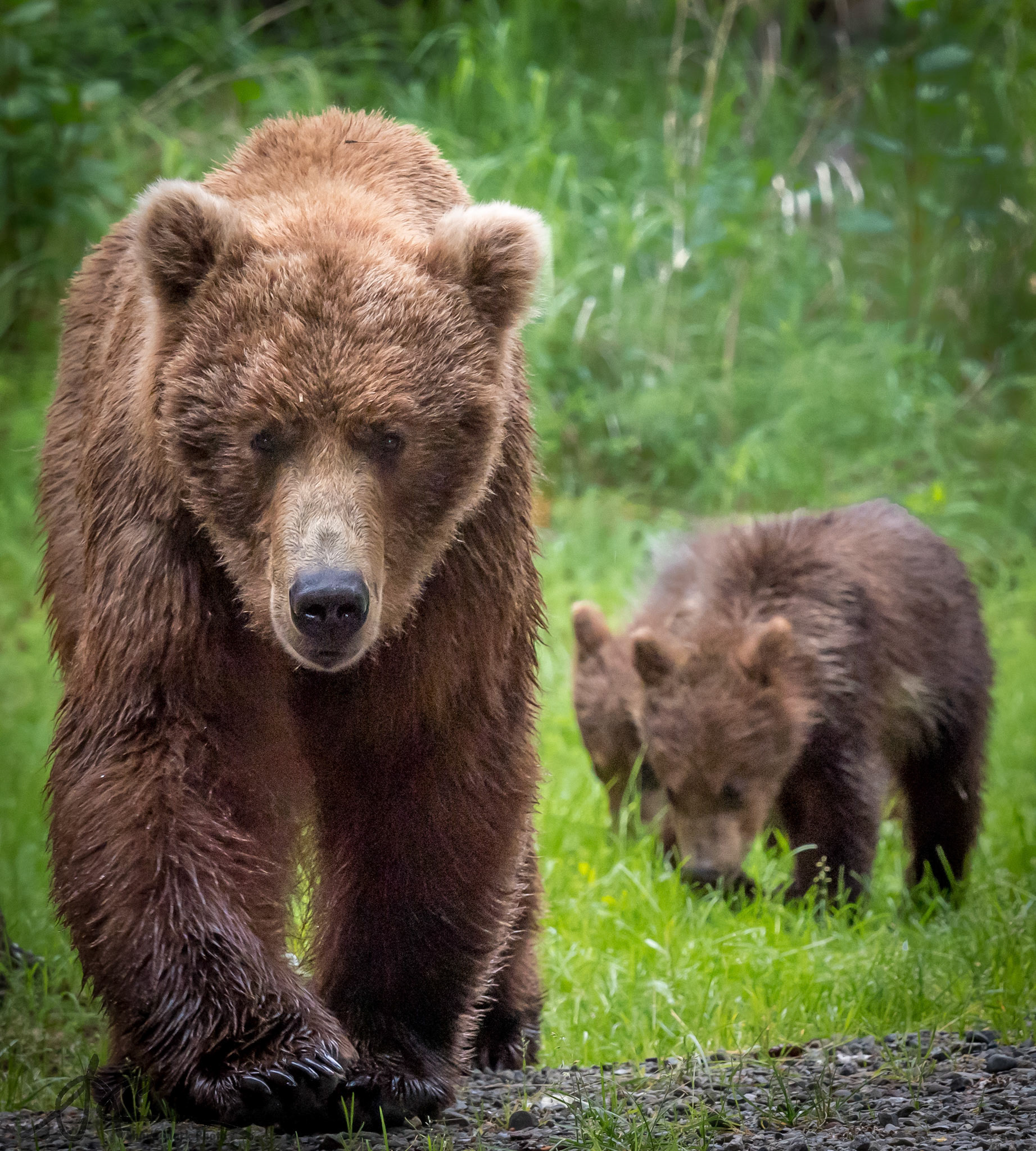 Brooks Falls, Alaska - July 2018