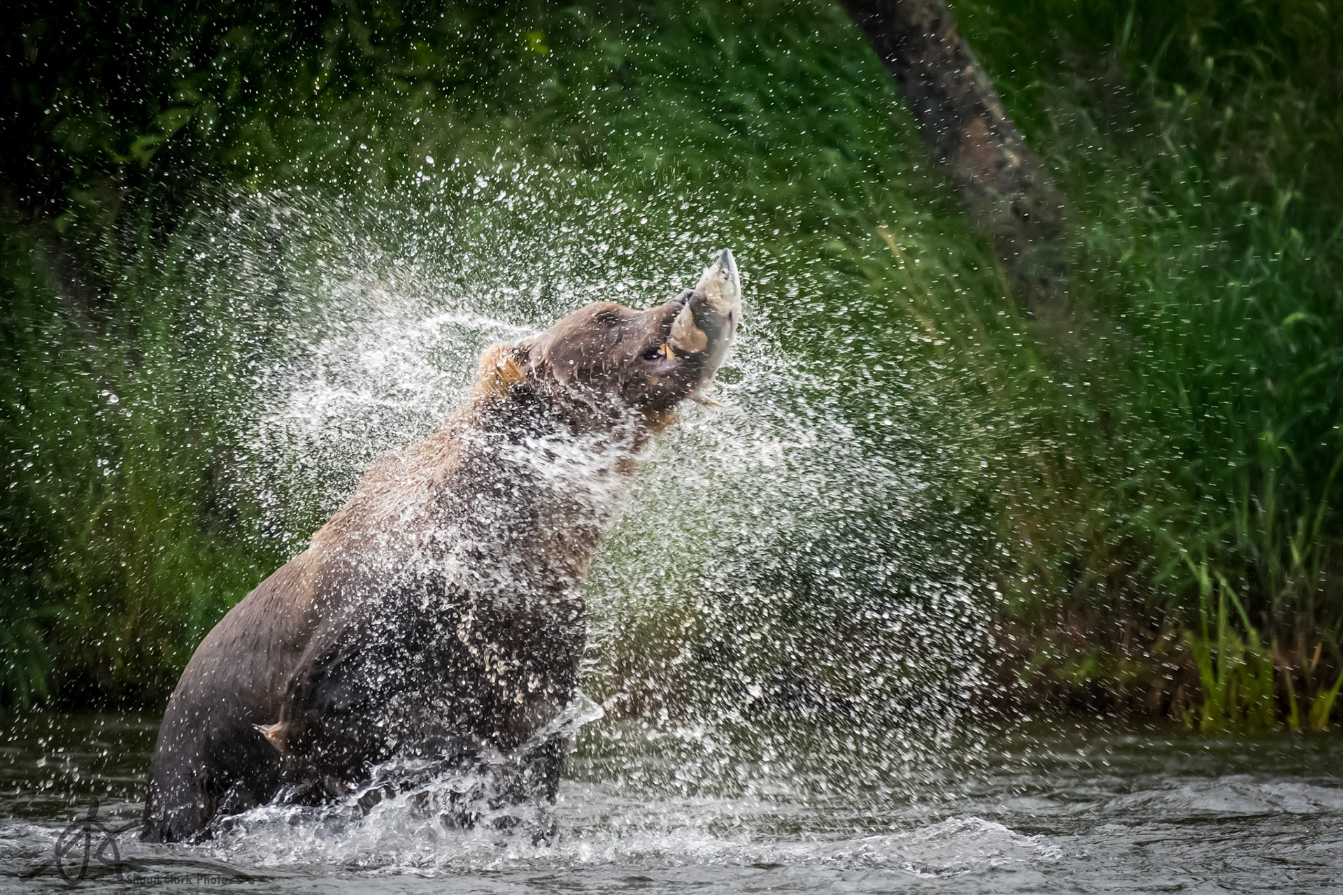 Katmai National Park, Alaska - July 2018: I captured this shot from the middle of Brooks River not far from the famous Brooks Falls.