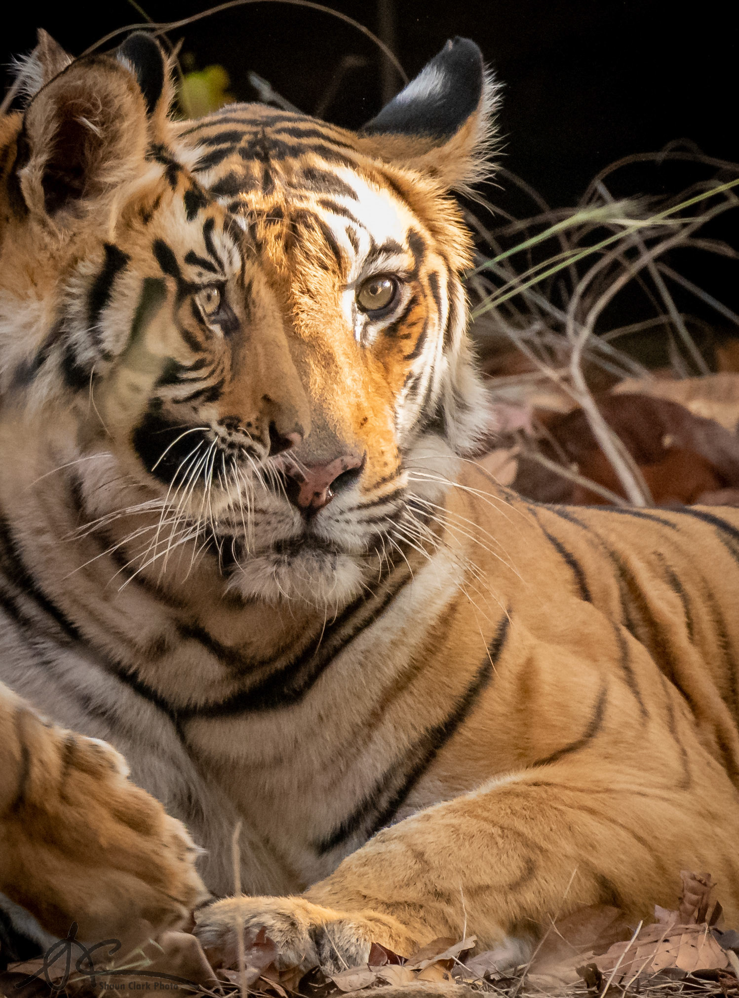 Bandhavgar, India - May 2019:   When there are cubs around, anything can happen.  I love the way that the mother's eye and the cub's eye line up in a way that looks like a complete face.