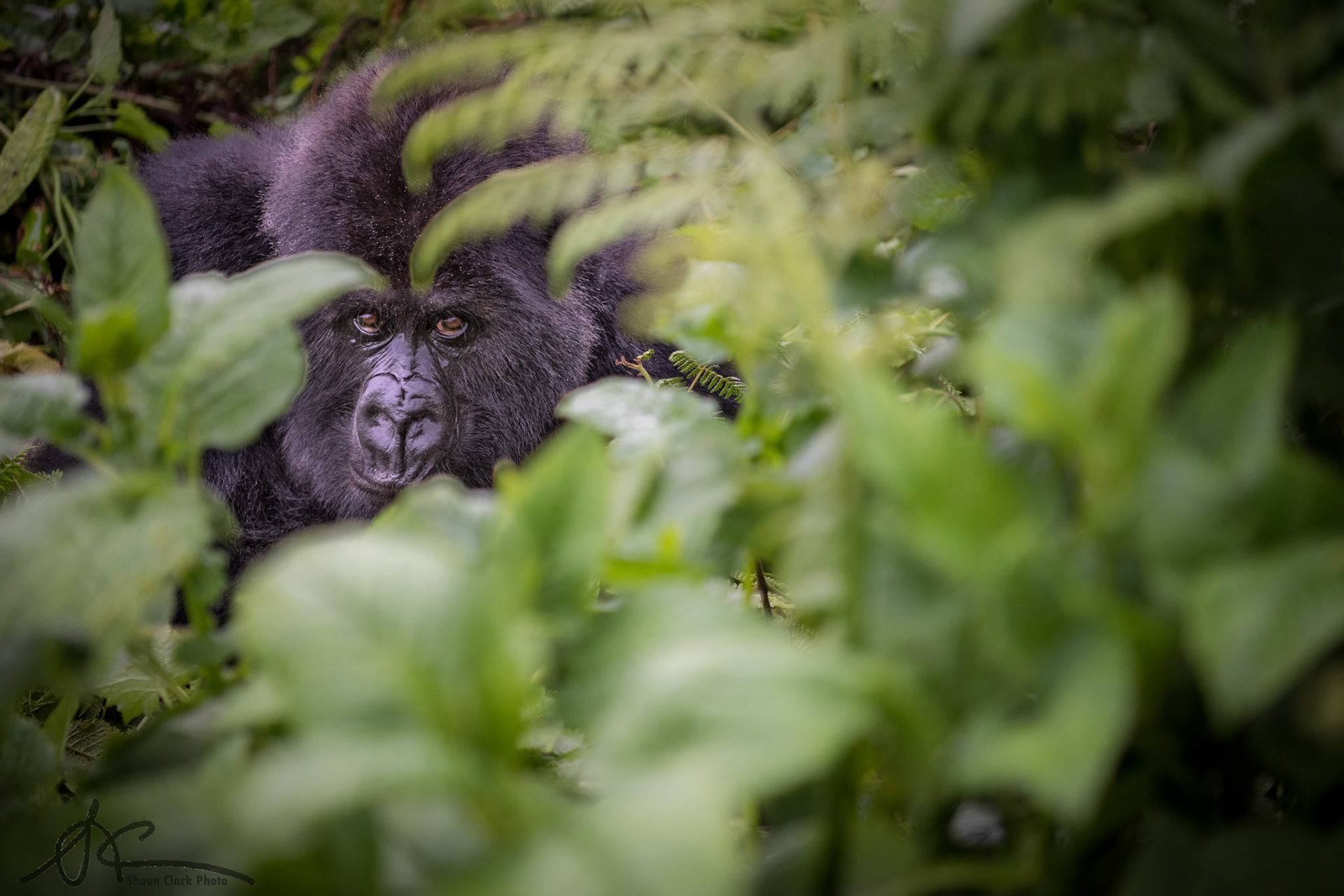 VOLCANOS NATIONAL PARK, RWANDA - APRIL 21: Ntambara family of mountain gorillas (Photo: Shaun Clark).