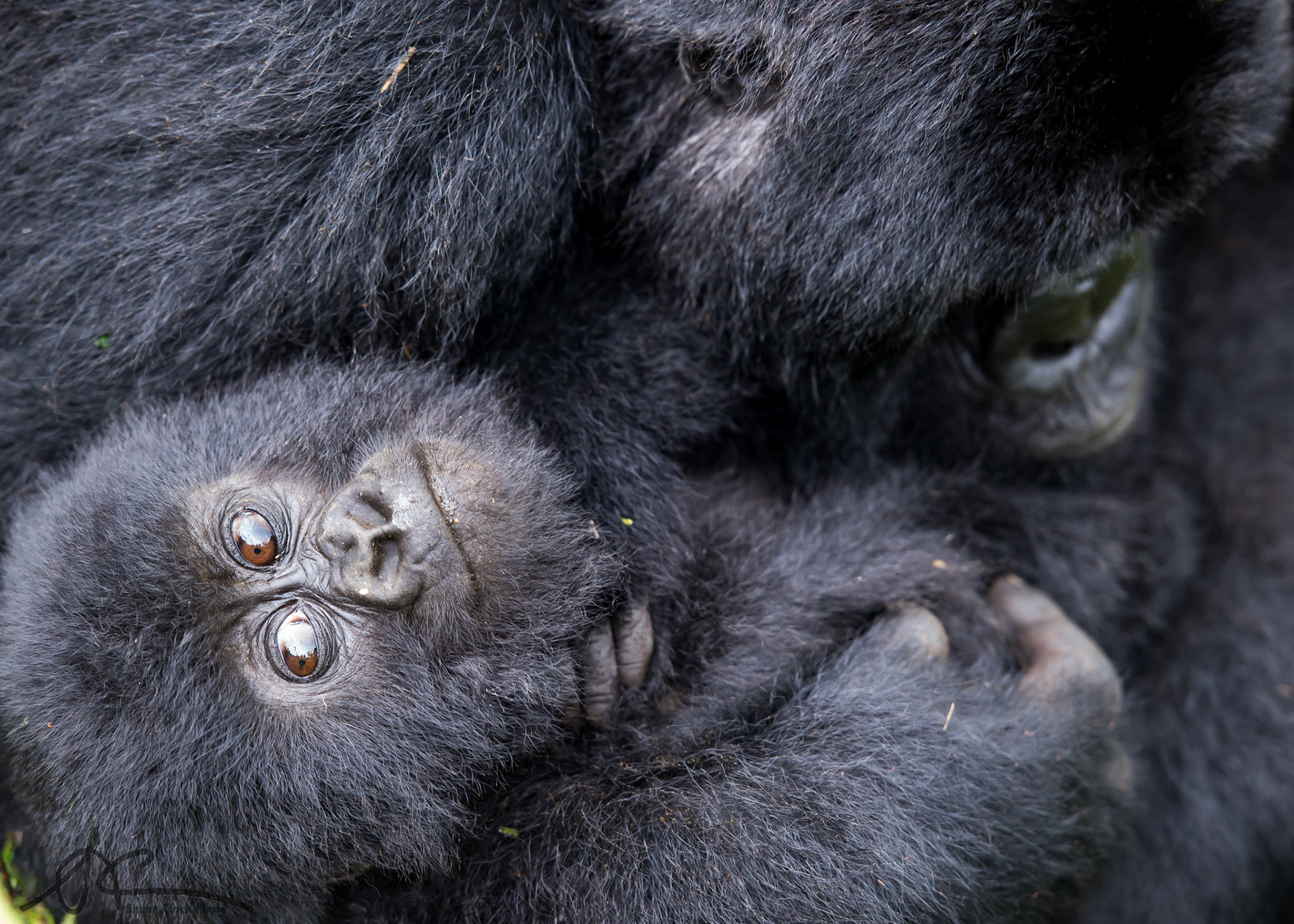 VOLCANOS NATIONAL PARK, RWANDA - APRIL 19: Hirwa family of gorillas (Photo: Shaun Clark).