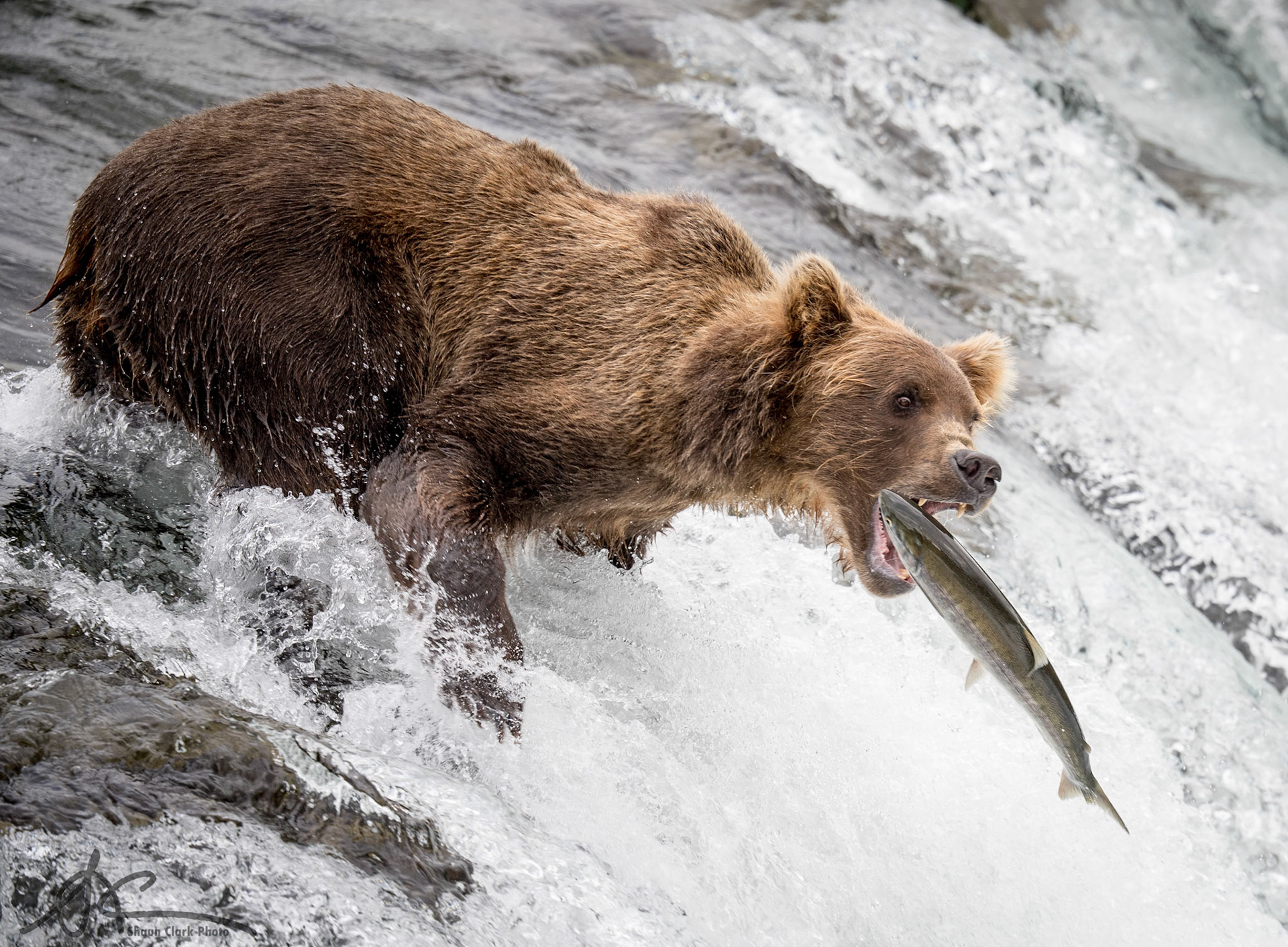 Brooks Falls, Alaska - July 2018