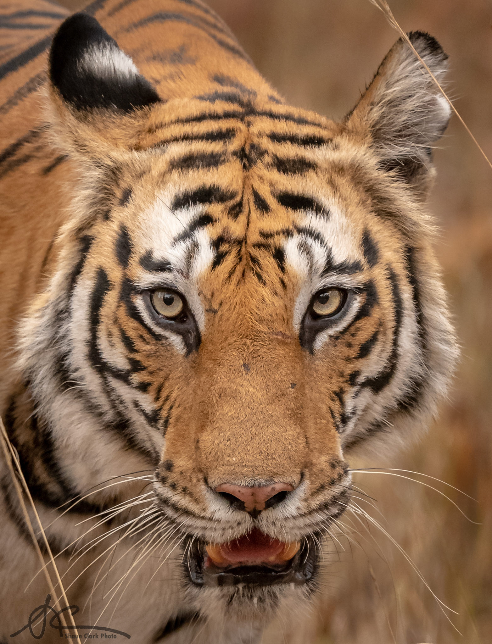 Bandhavgar, India - May 2019:  The eye of the tiger.