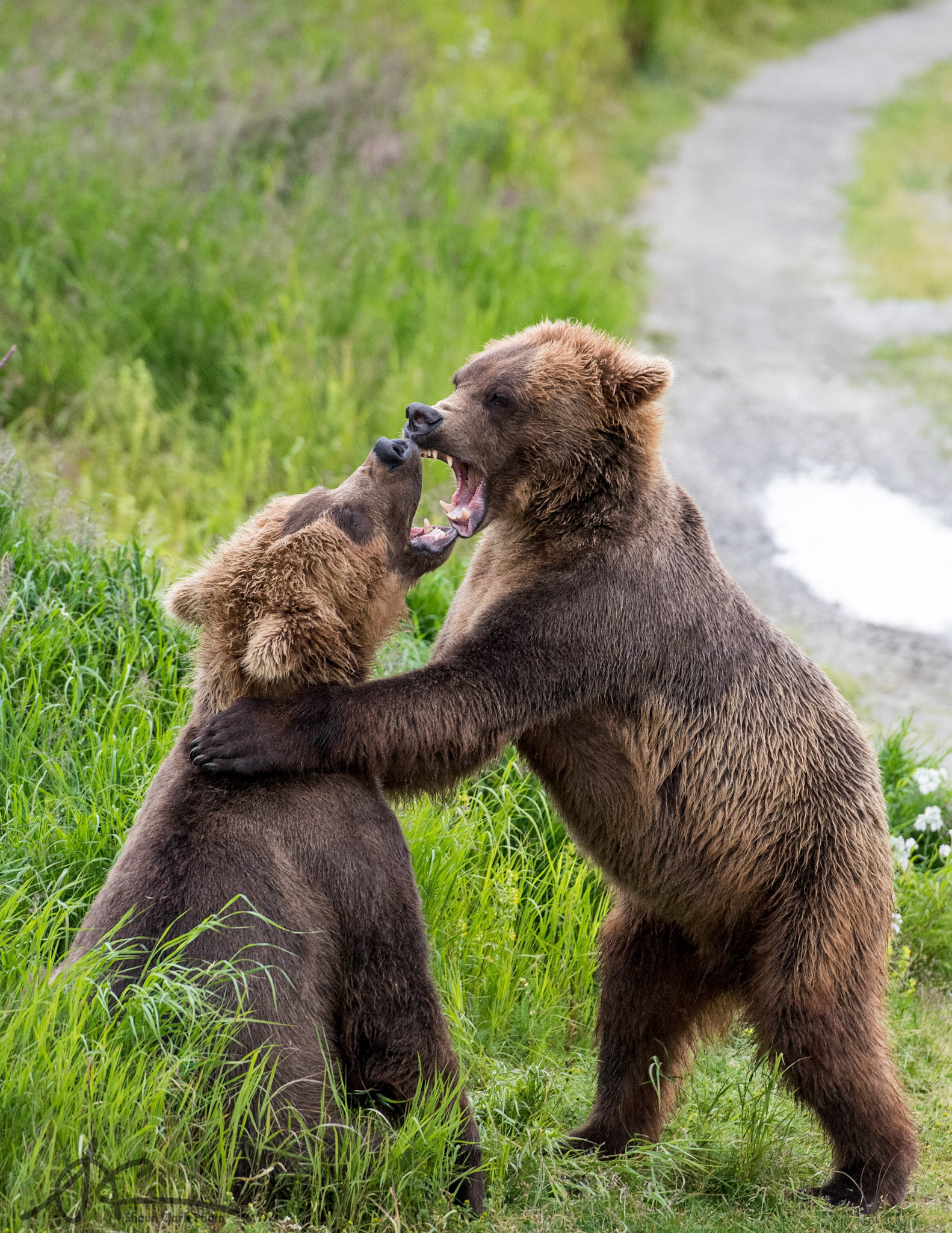 Brooks Falls, Alaska - July 2018