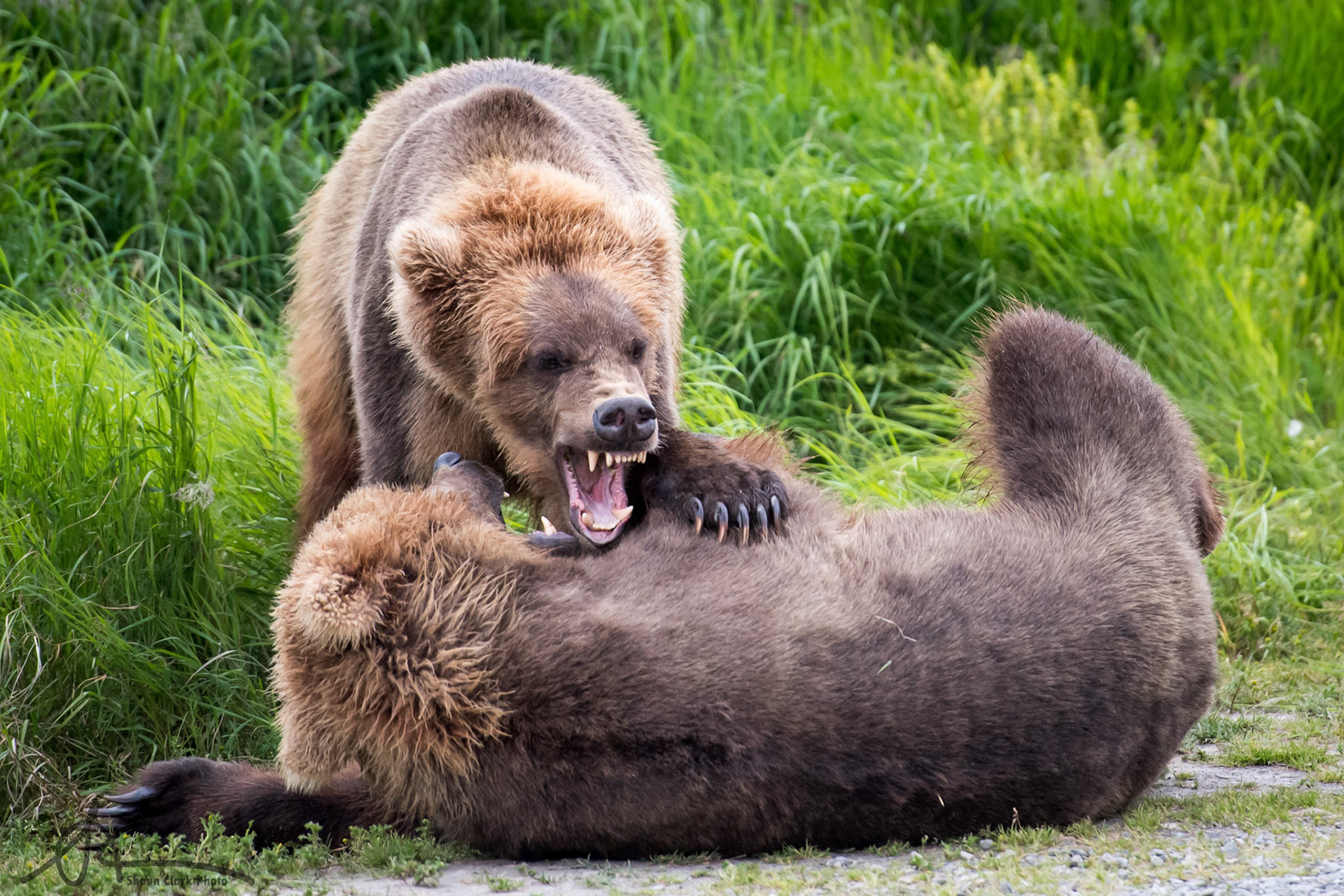 Brooks Falls, Alaska - July 2018