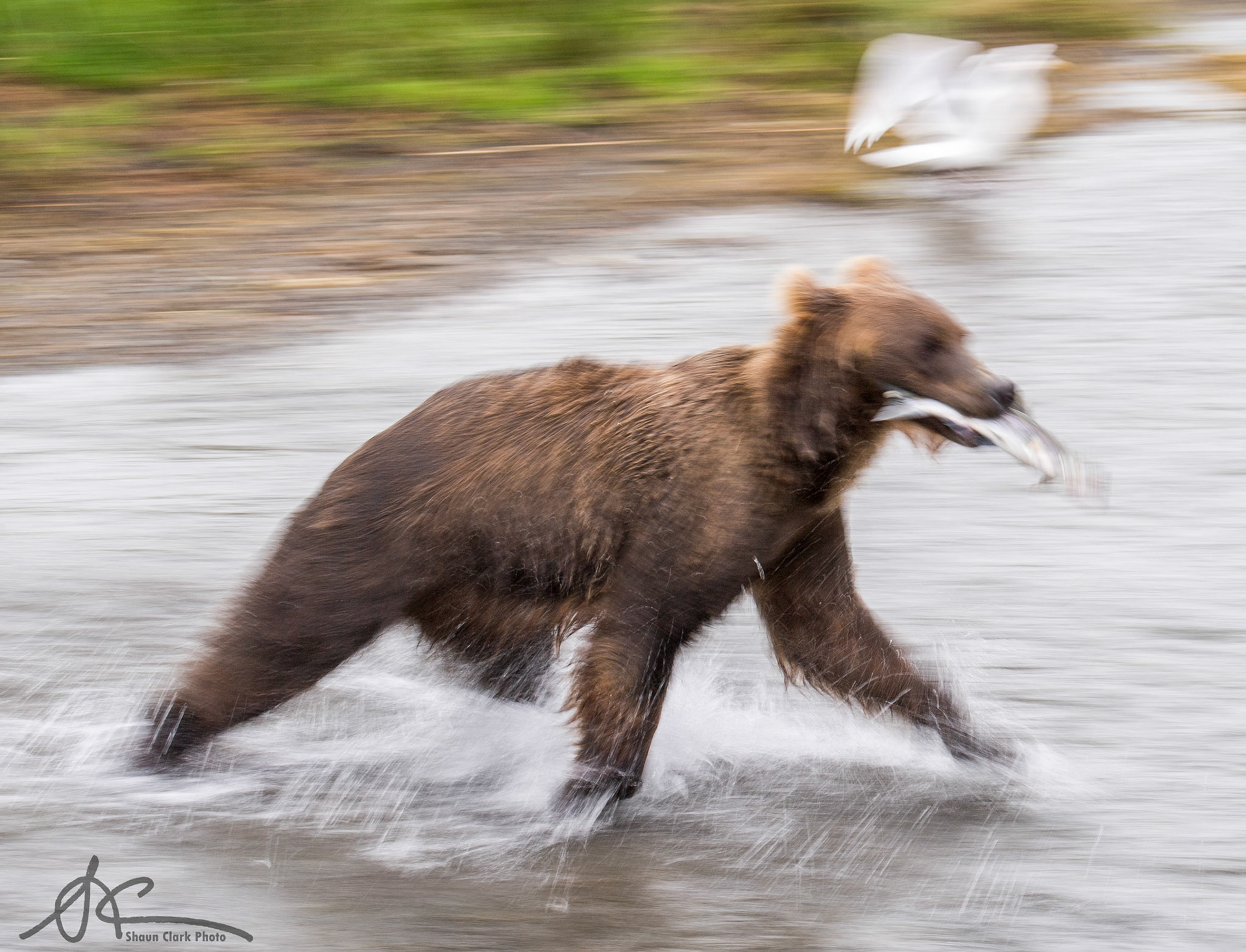 Brooks Falls, Alaska - July 2018