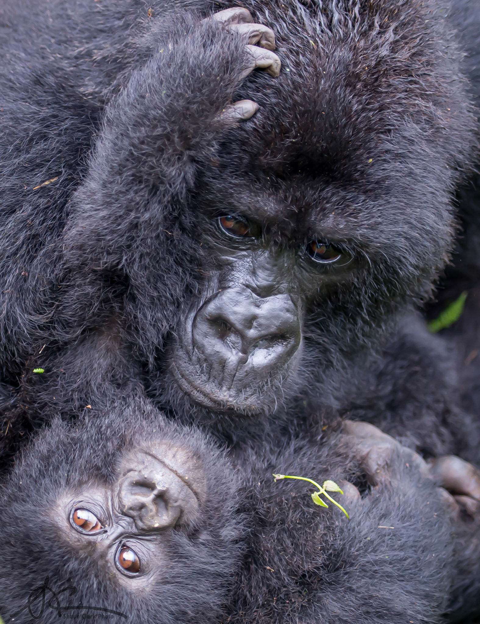 VOLCANOS NATIONAL PARK, RWANDA - APRIL 19: Hirwa family of gorillas (Photo: Shaun Clark).