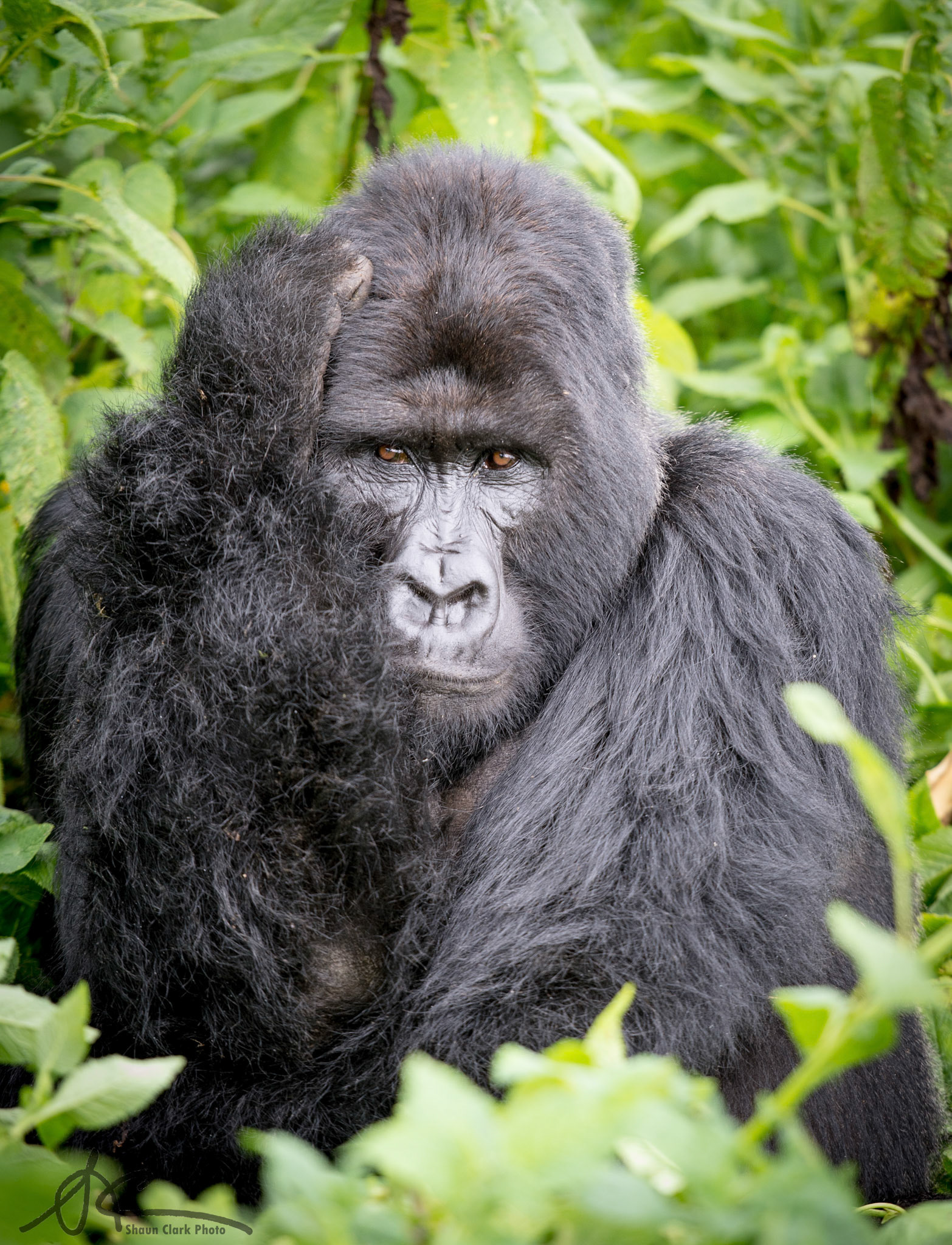 VOLCANOS NATIONAL PARK, RWANDA - APRIL 21: Ntambara family of mountain gorillas (Photo: Shaun Clark).