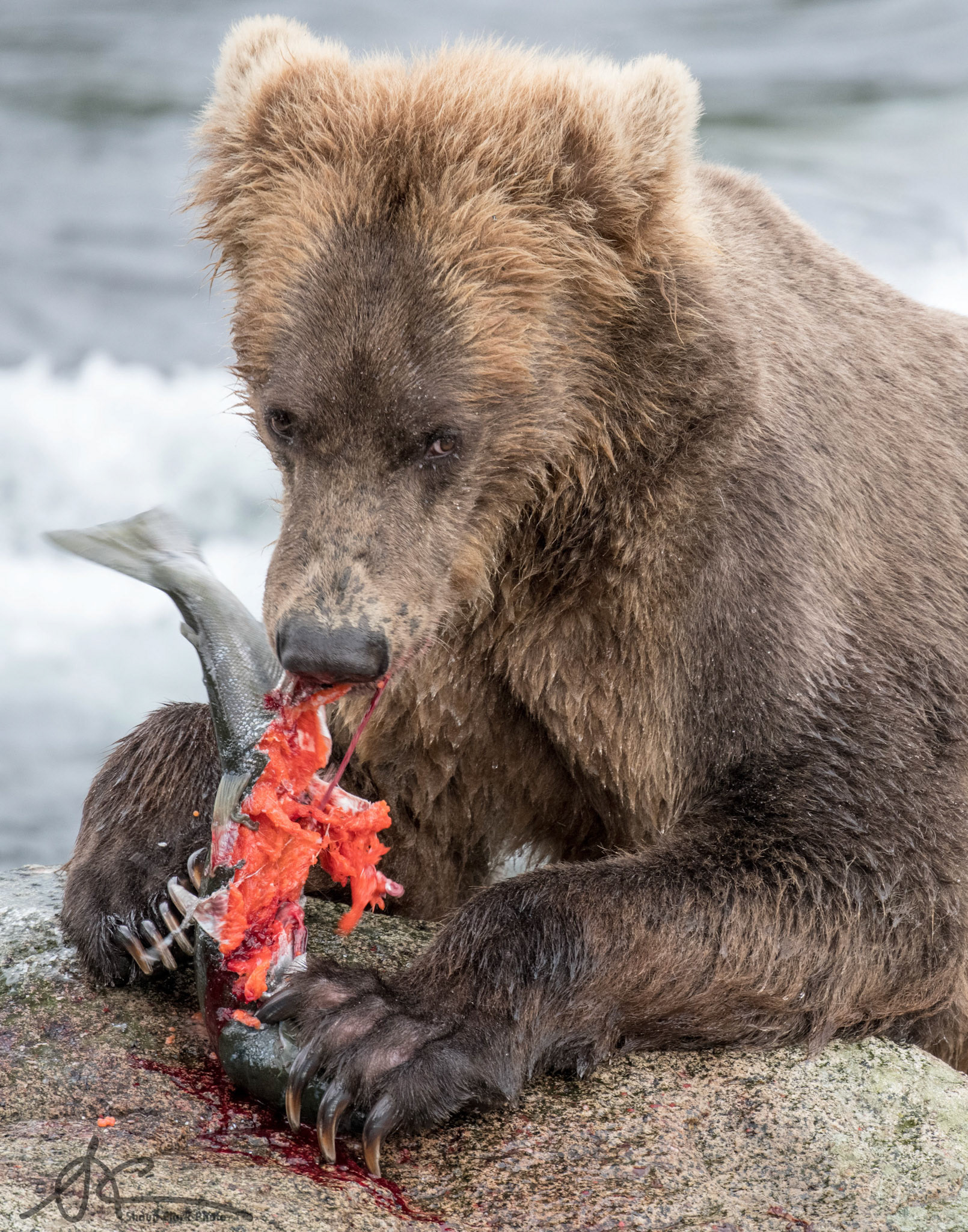 Brooks Falls, Alaska - July 2018