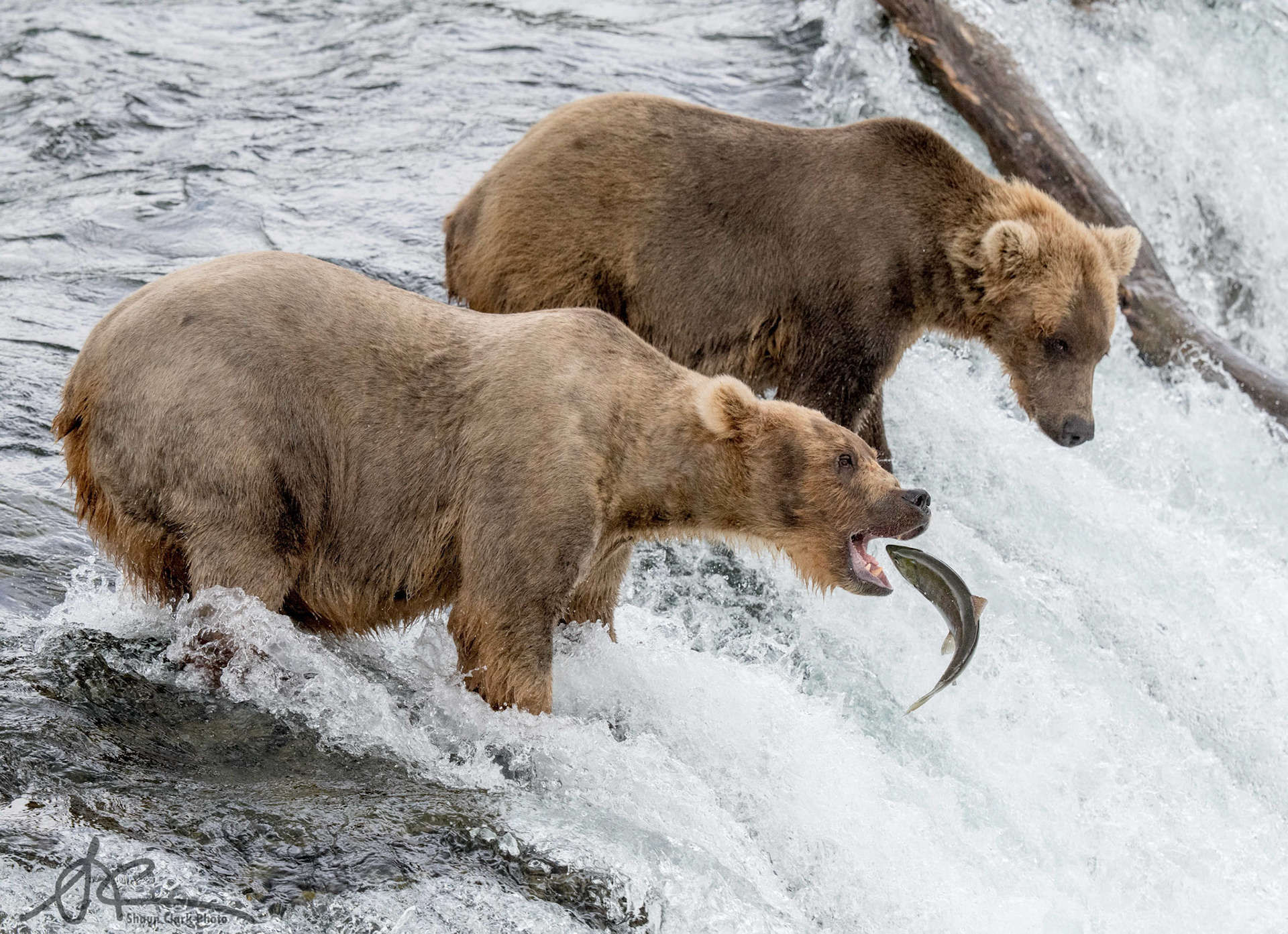 Brooks Falls, Alaska - July 2018