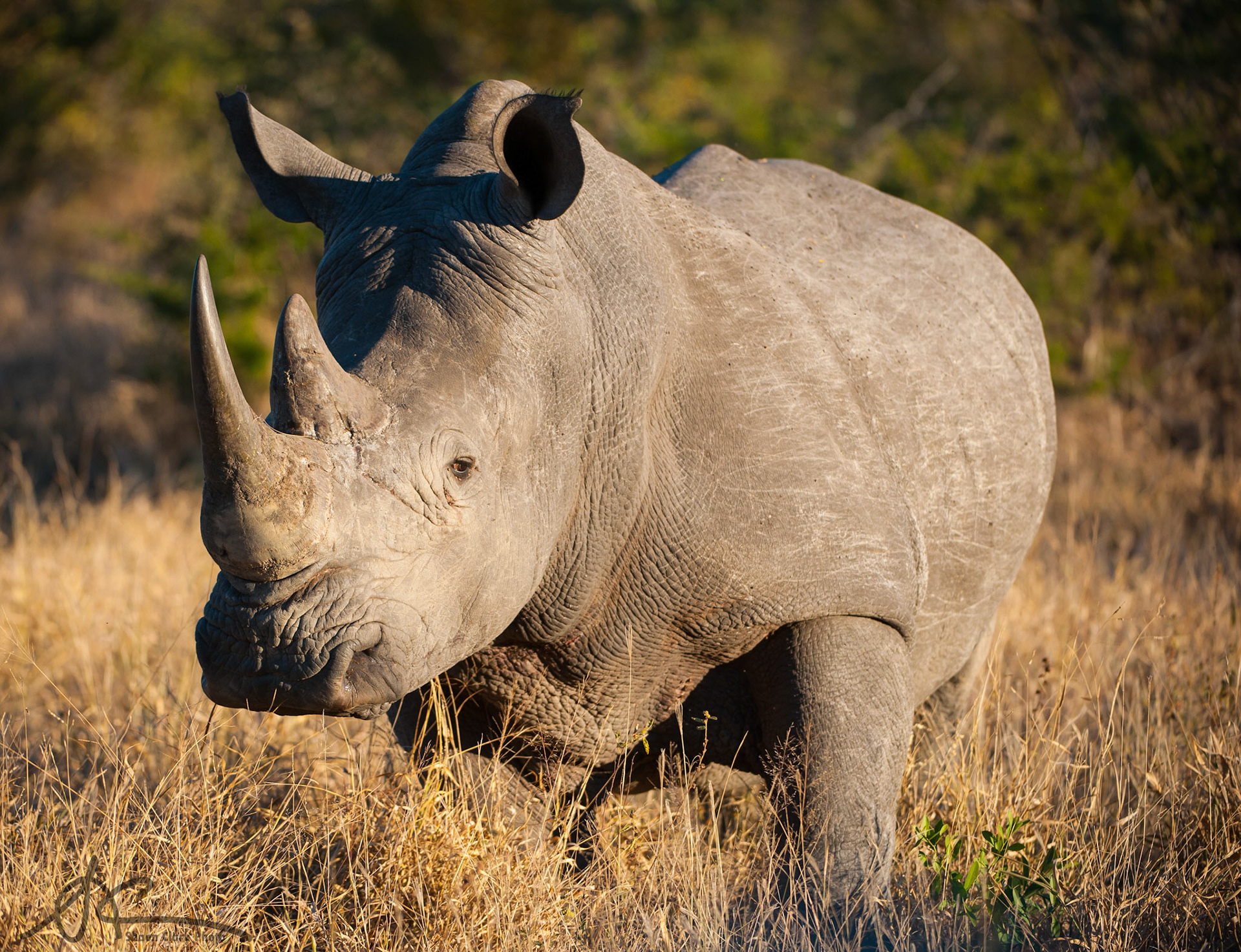 Rhino by Shaun Clark