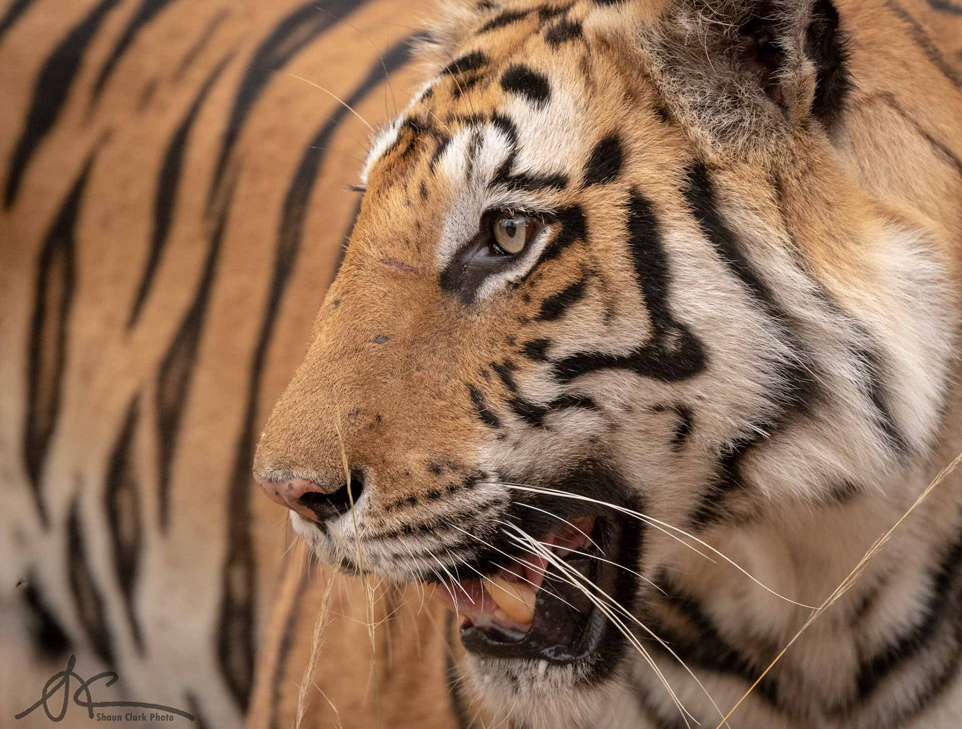 Bandhavgar, India - May 2019:  Posing and showing off some battle scars.