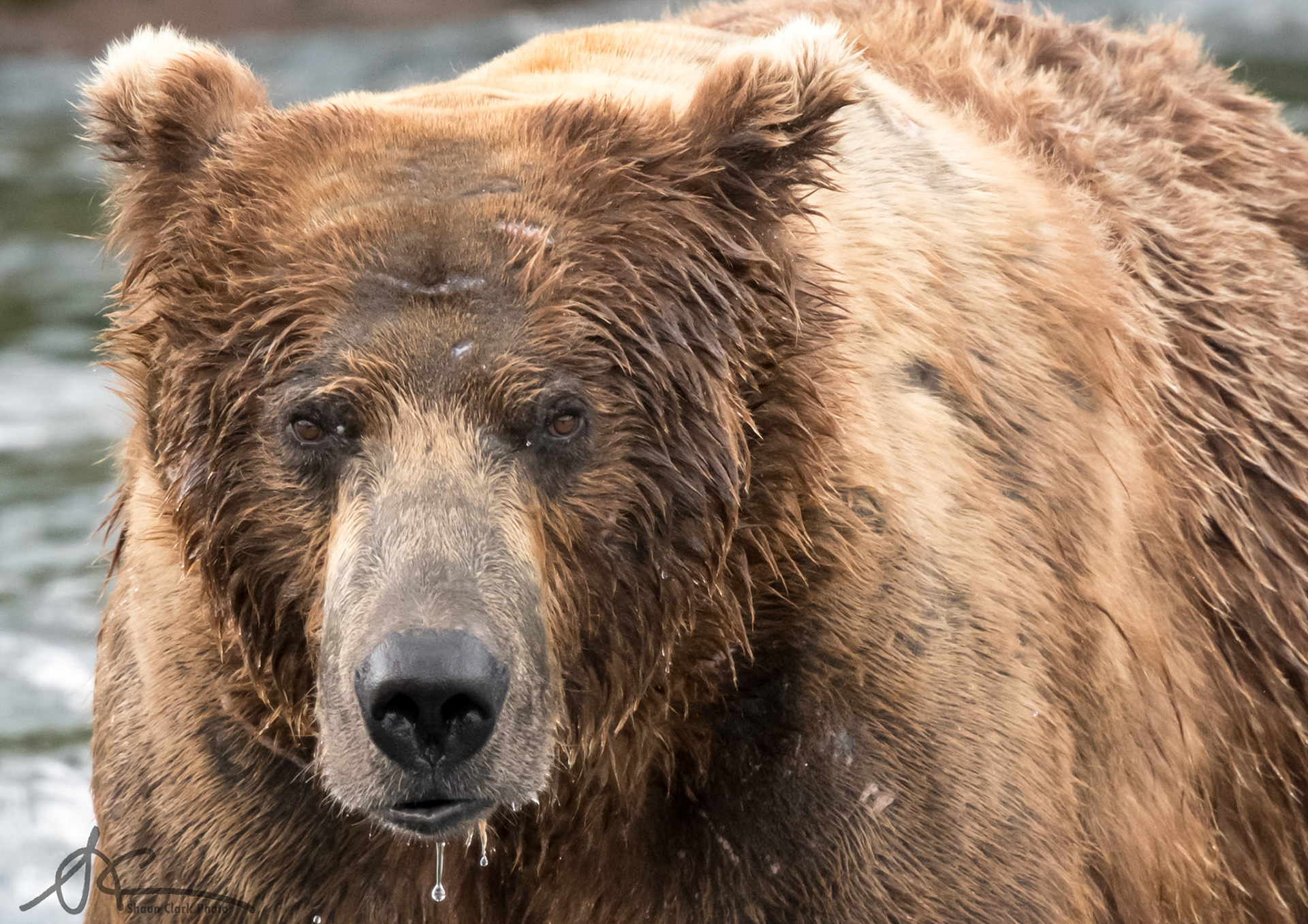Brooks Falls, Alaska - July 2018