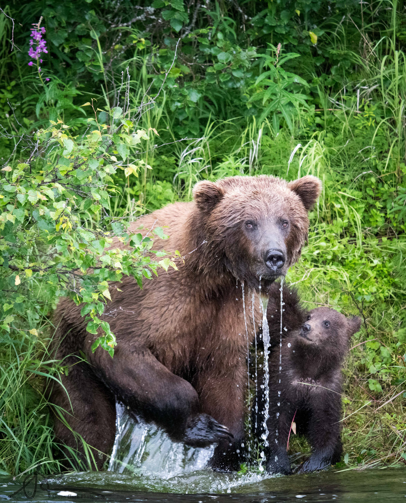 King Salmon, Alaska - July 2018